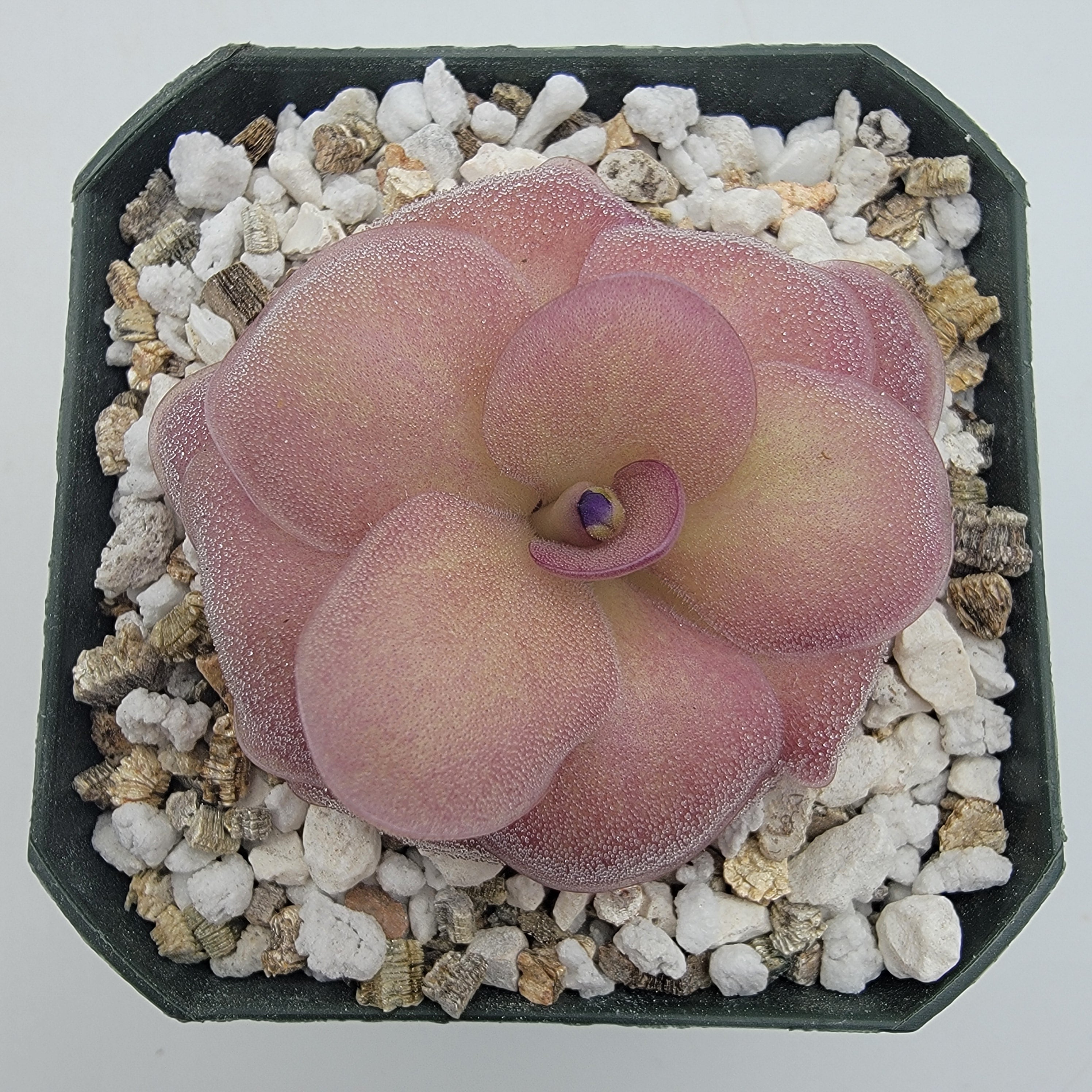 succulent jellyfish plant Pinguicula "Jellyfish"