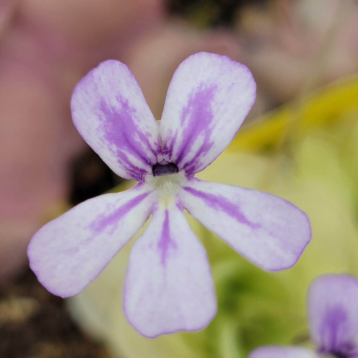 Pinguicula 'Lavender Whispers'