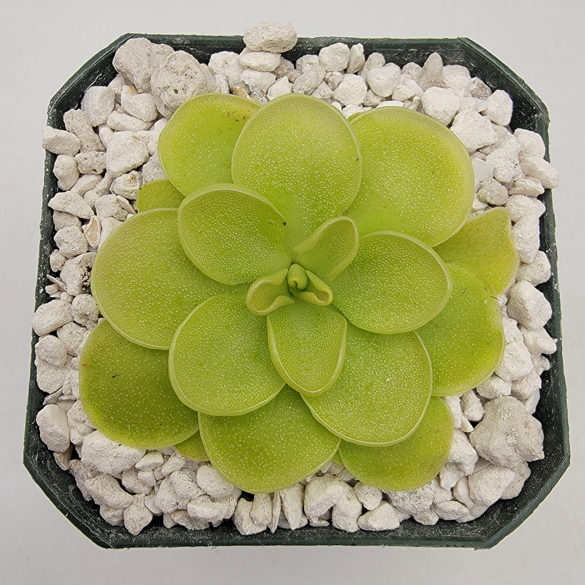 Pinguicula 'Lavender Whispers'