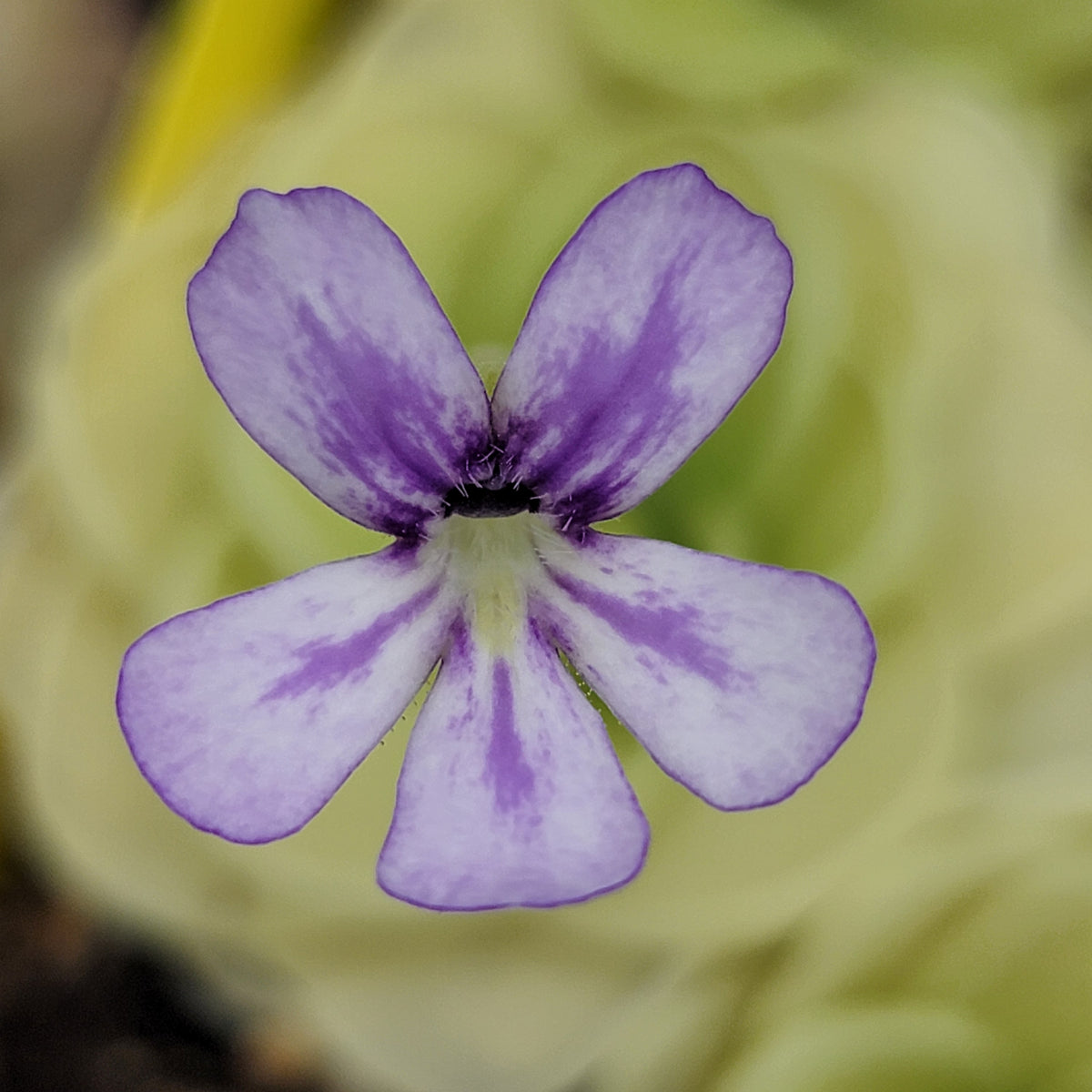 Pinguicula 'Lavender Whispers'