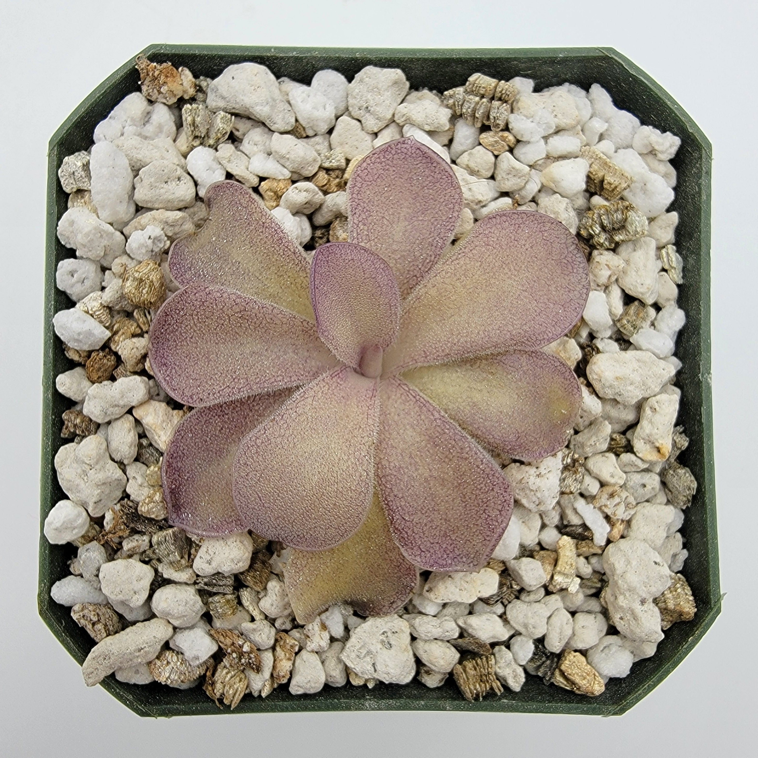 Pinguicula "Pazita" -Butterworts -Rainbow Carnivorous Plants LLC