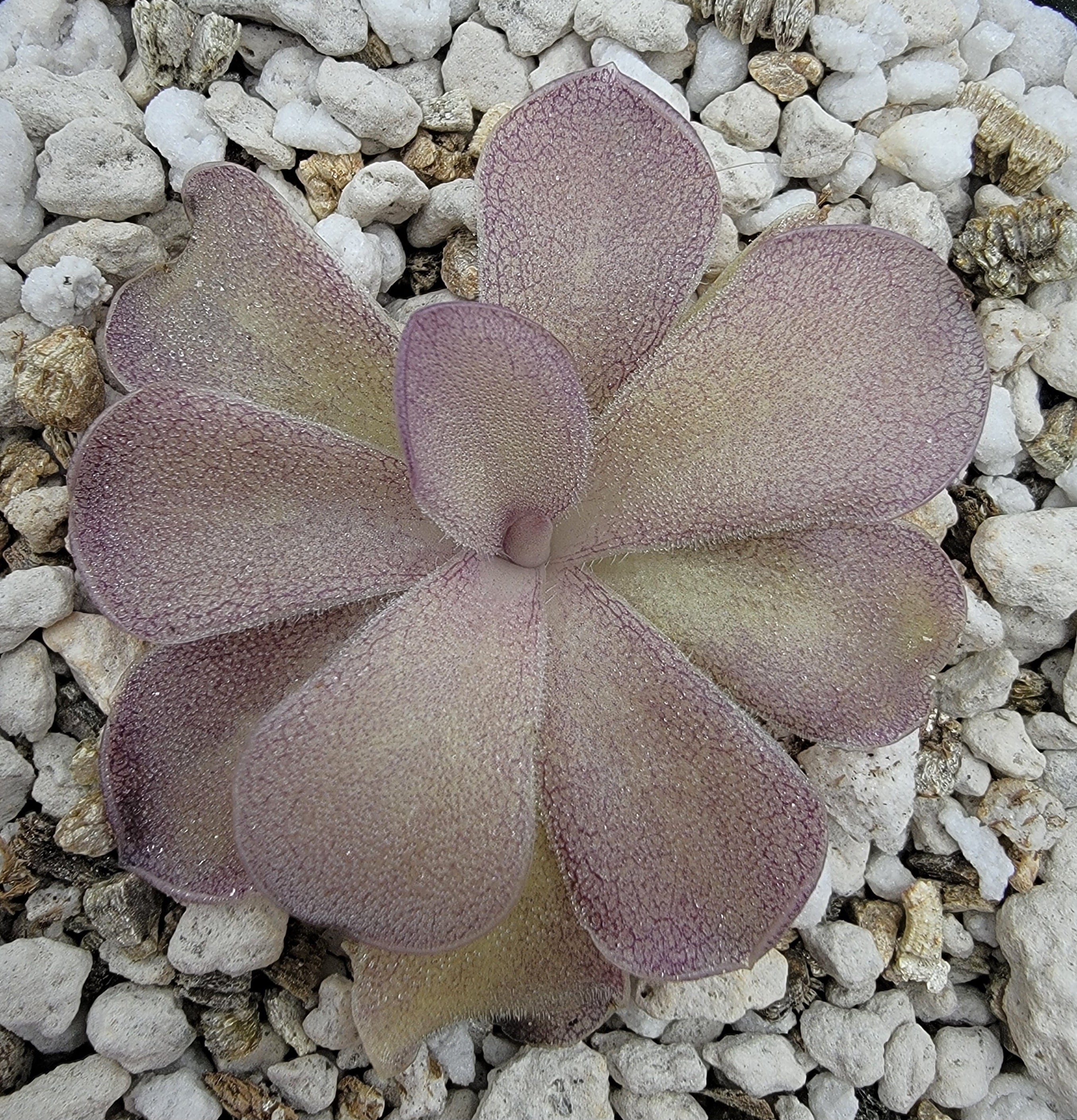 Pinguicula "Pazita" -Butterworts -Rainbow Carnivorous Plants LLC