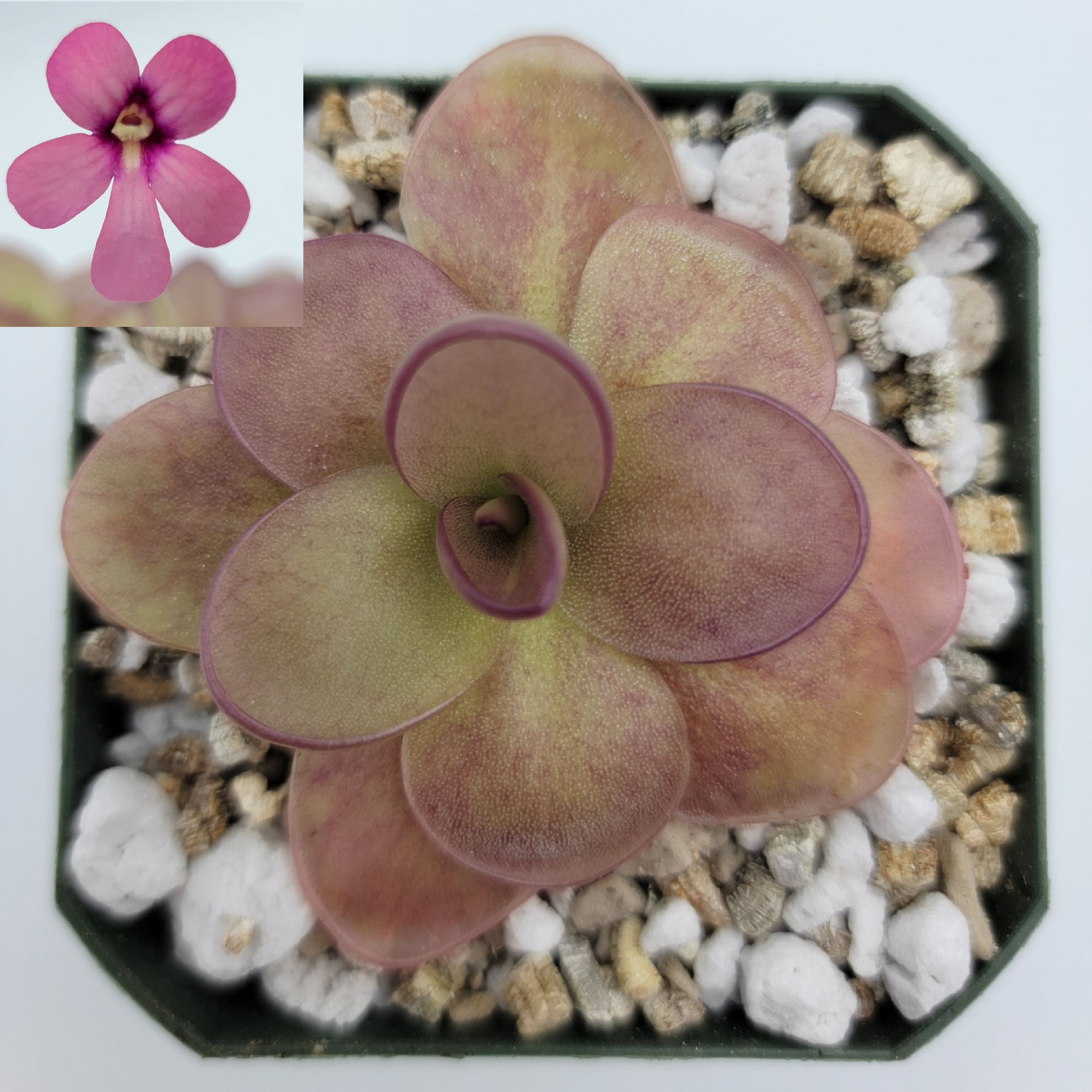 Pinguicula "Peaches" -Butterworts -Rainbow Carnivorous Plants LLC