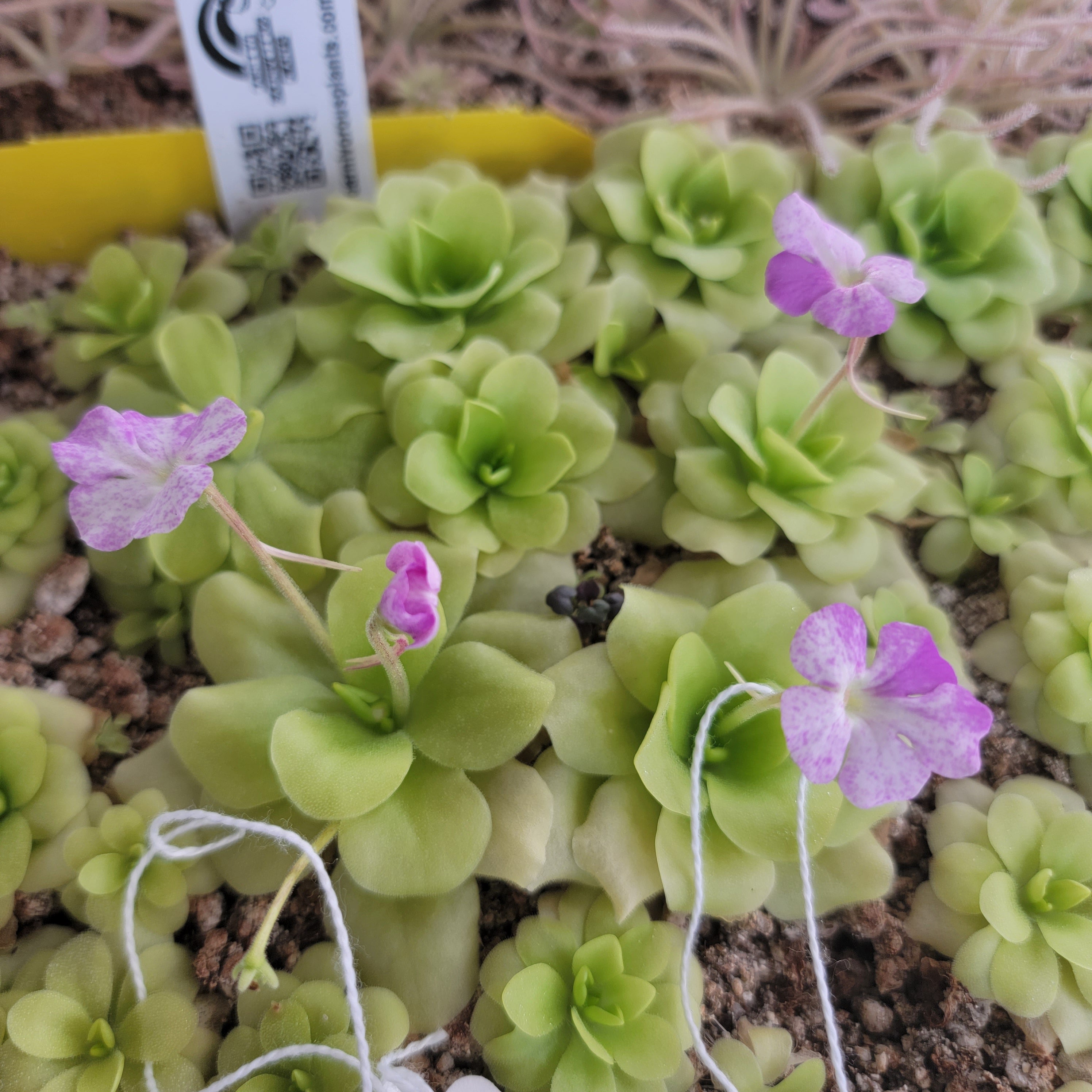 Pinguicula "Pecosita" -Butterworts -Rainbow Carnivorous Plants LLC