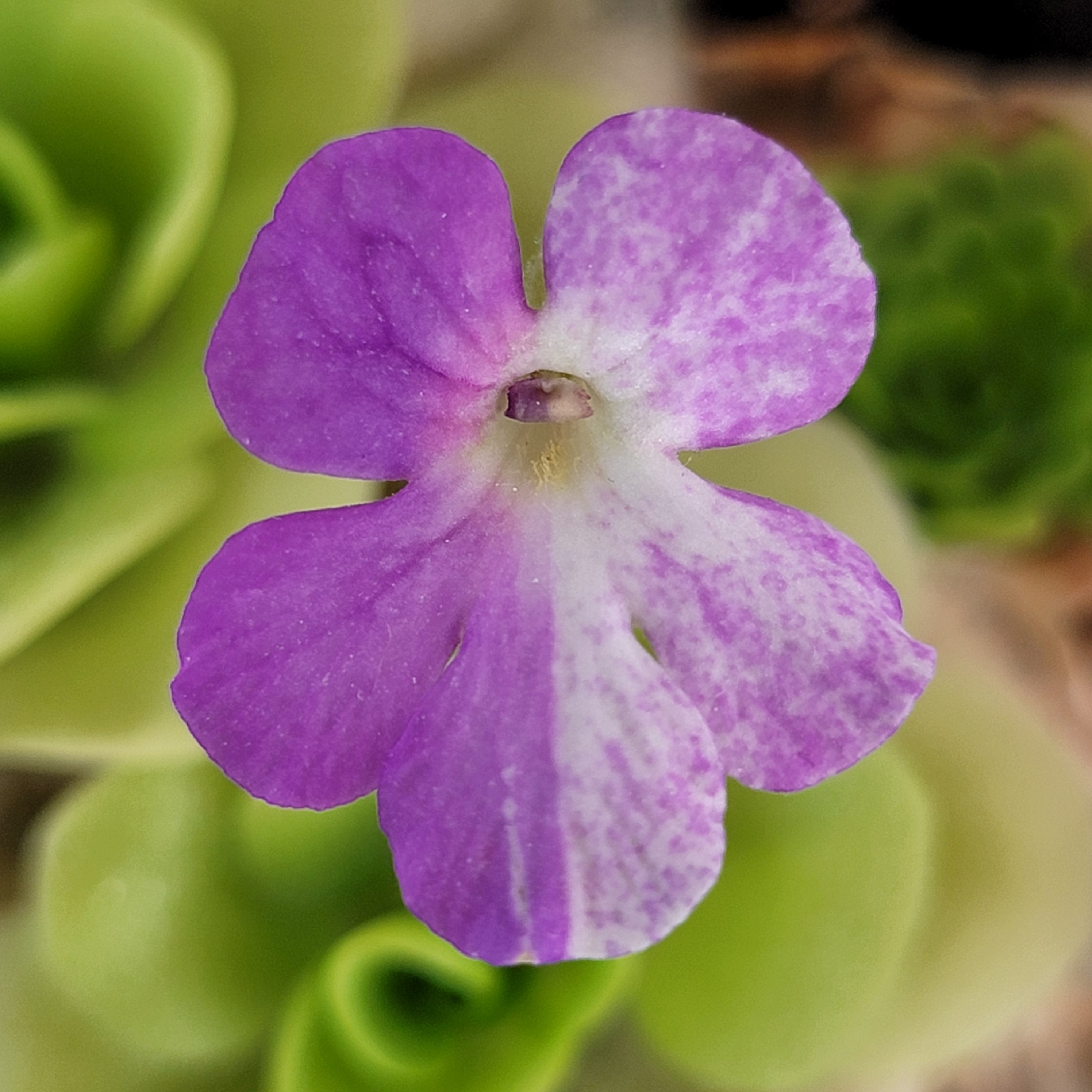 Pinguicula "Pecosita" -Butterworts -Rainbow Carnivorous Plants LLC