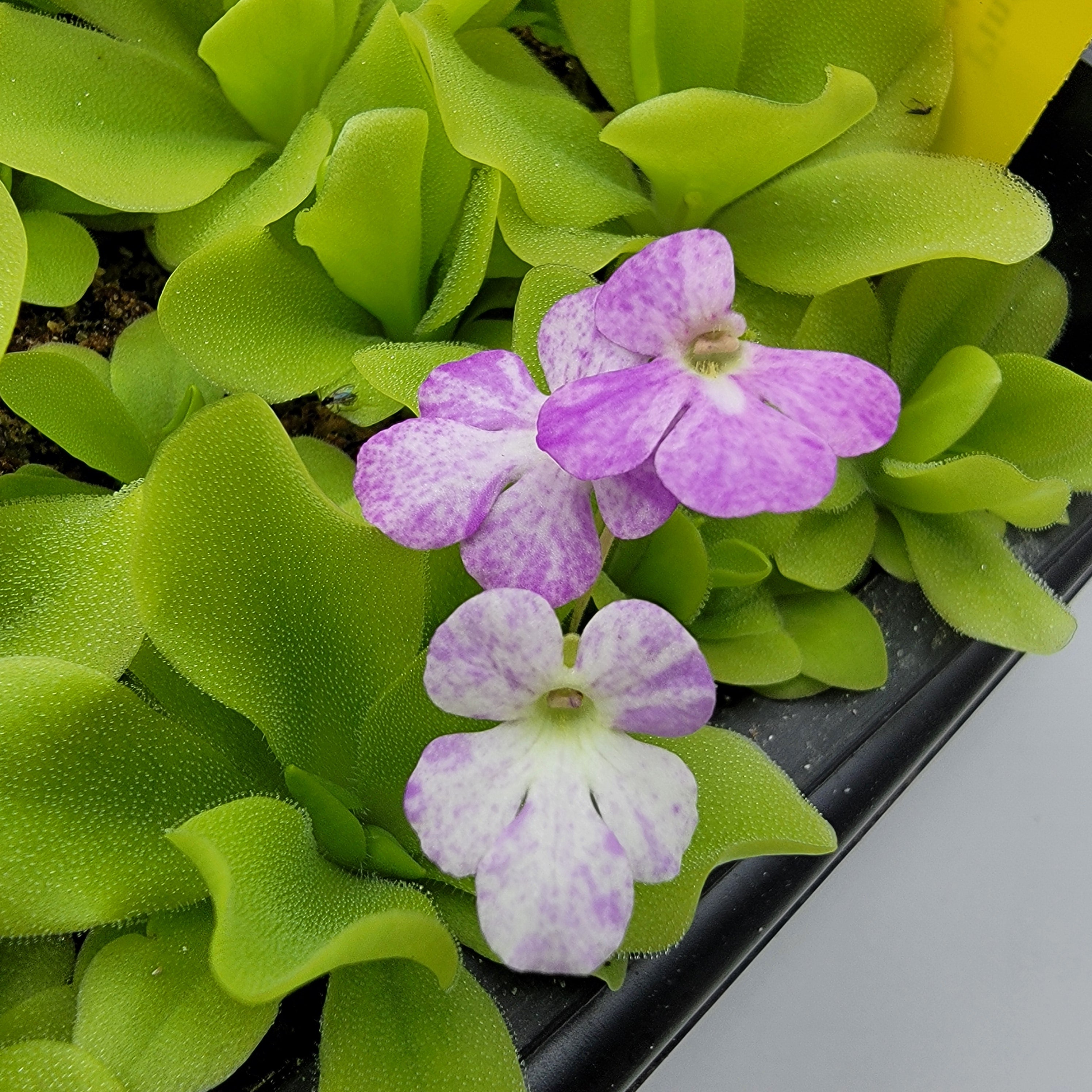 Pinguicula "Pecosita" -Butterworts -Rainbow Carnivorous Plants LLC
