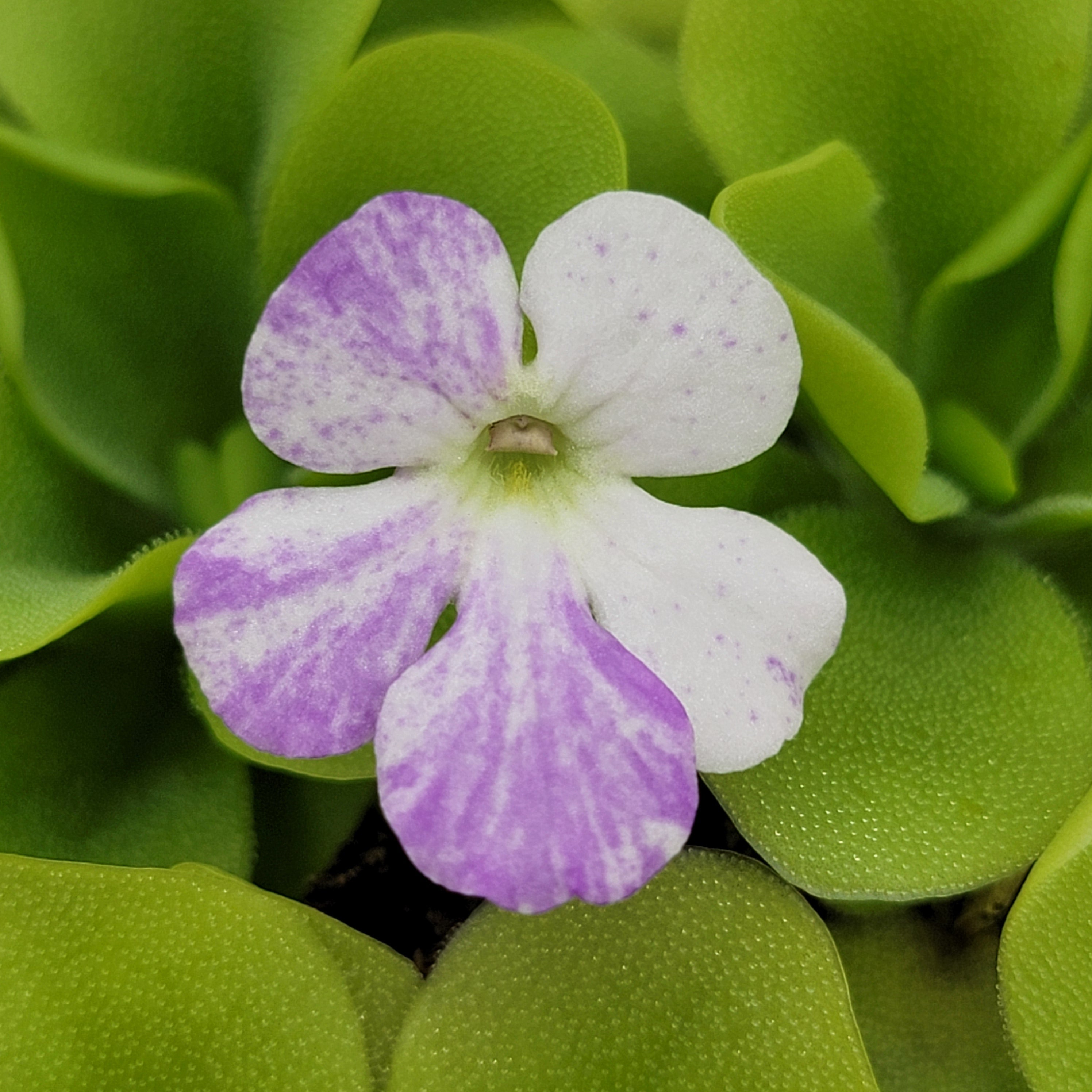 Pinguicula "Pecosita" -Butterworts -Rainbow Carnivorous Plants LLC