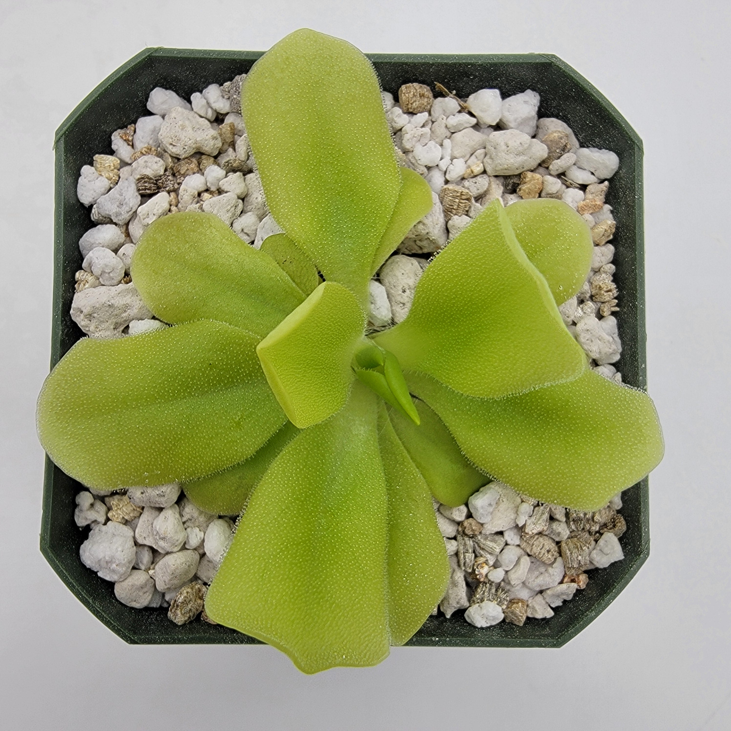 Pinguicula "Pecosita" -Butterworts -Rainbow Carnivorous Plants LLC