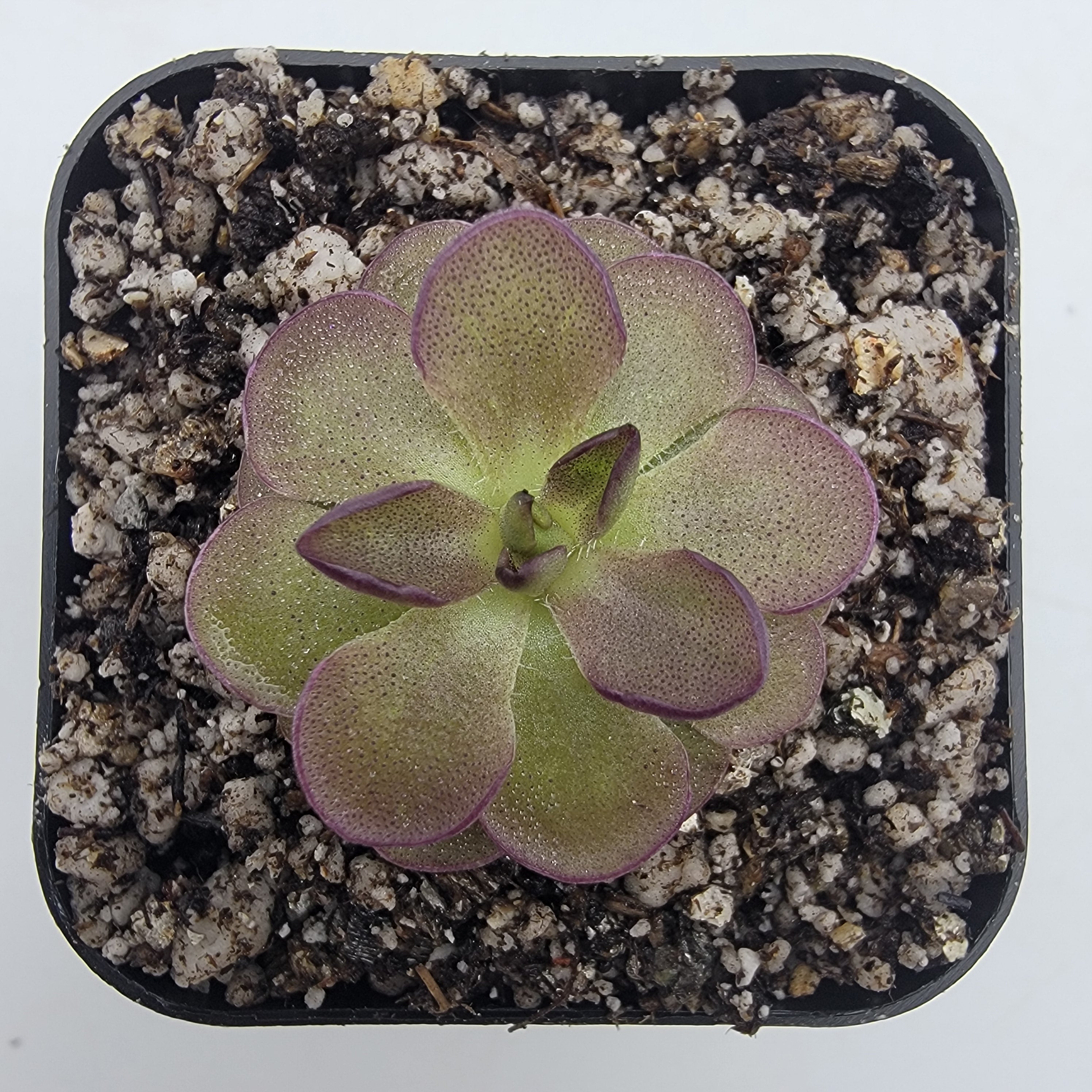 Pinguicula βQueen Cthulhuβ -Butterworts -Rainbow Carnivorous Plants LLC