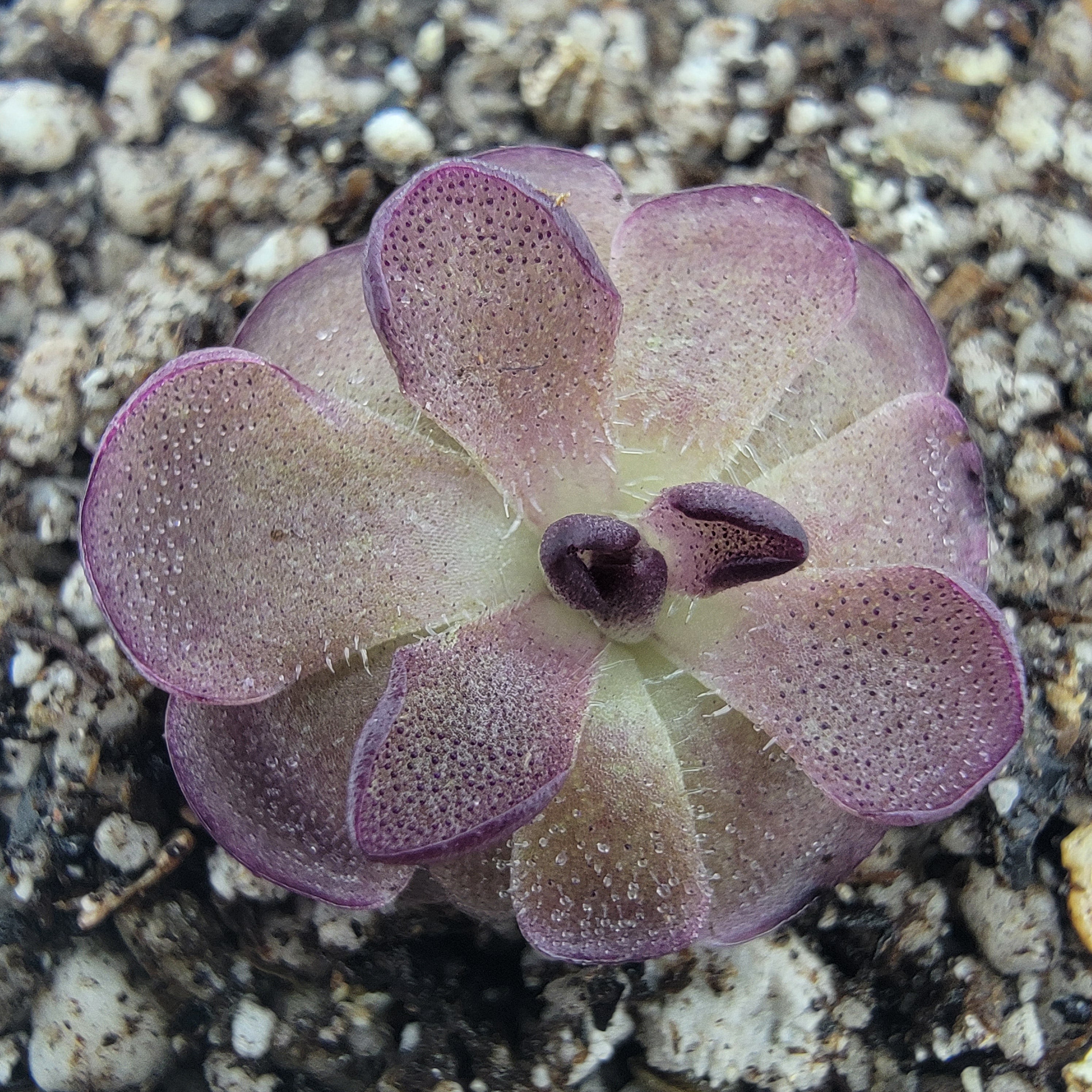 Pinguicula βQueen Cthulhuβ -Butterworts -Rainbow Carnivorous Plants LLC
