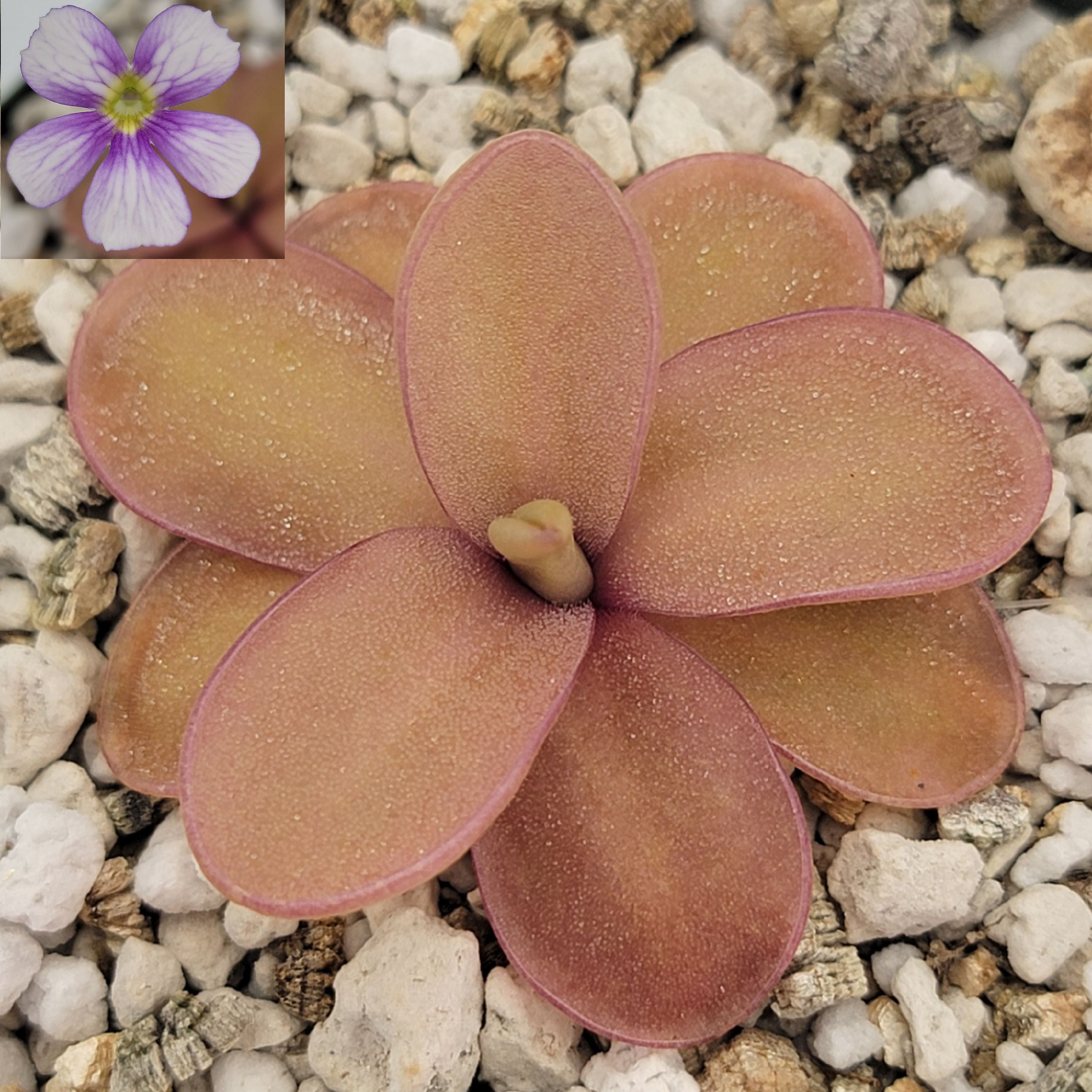Pinguicula 'Riva' -Butterworts -Rainbow Carnivorous Plants LLC