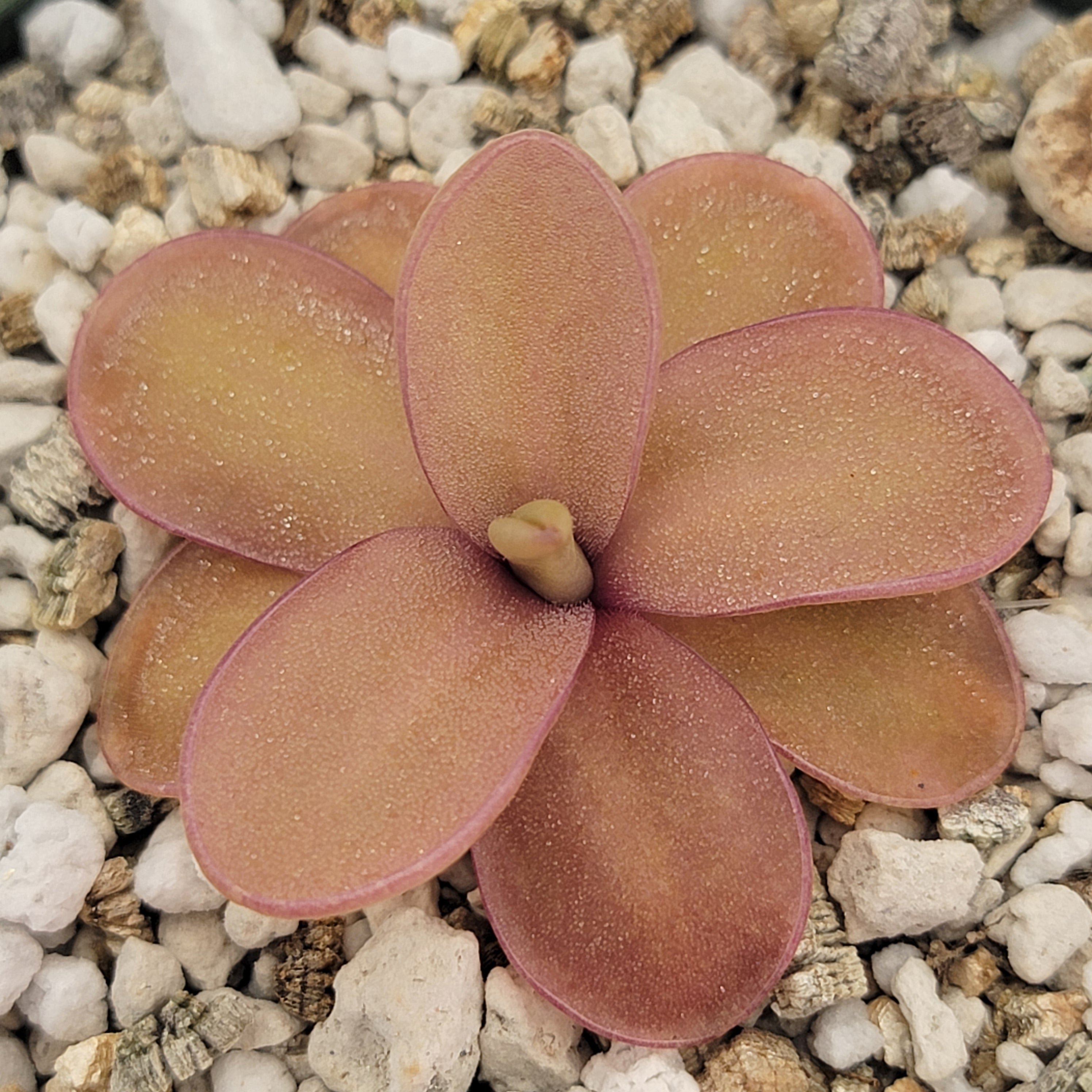 Pinguicula 'Riva' -Butterworts -Rainbow Carnivorous Plants LLC