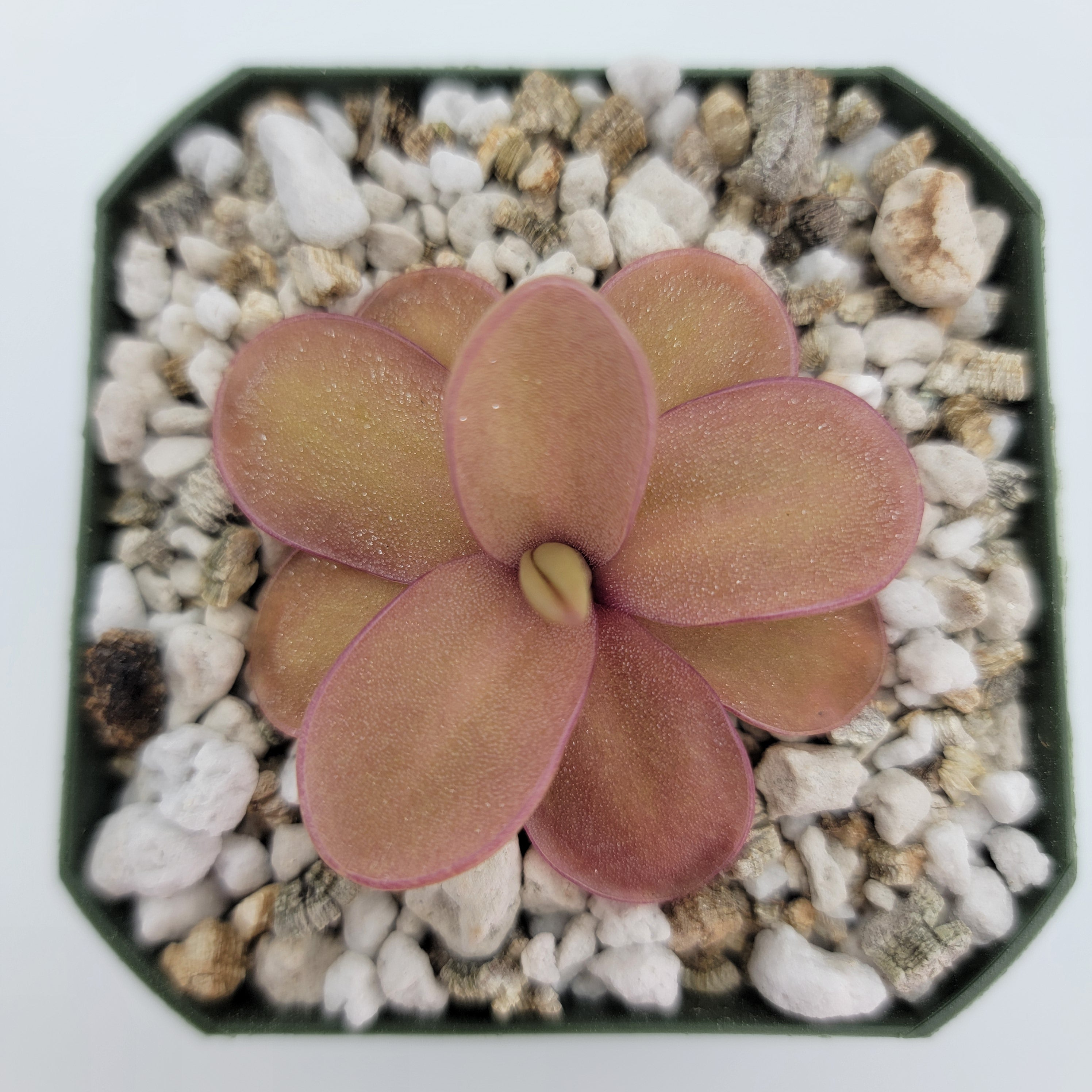 Pinguicula 'Riva' -Butterworts -Rainbow Carnivorous Plants LLC