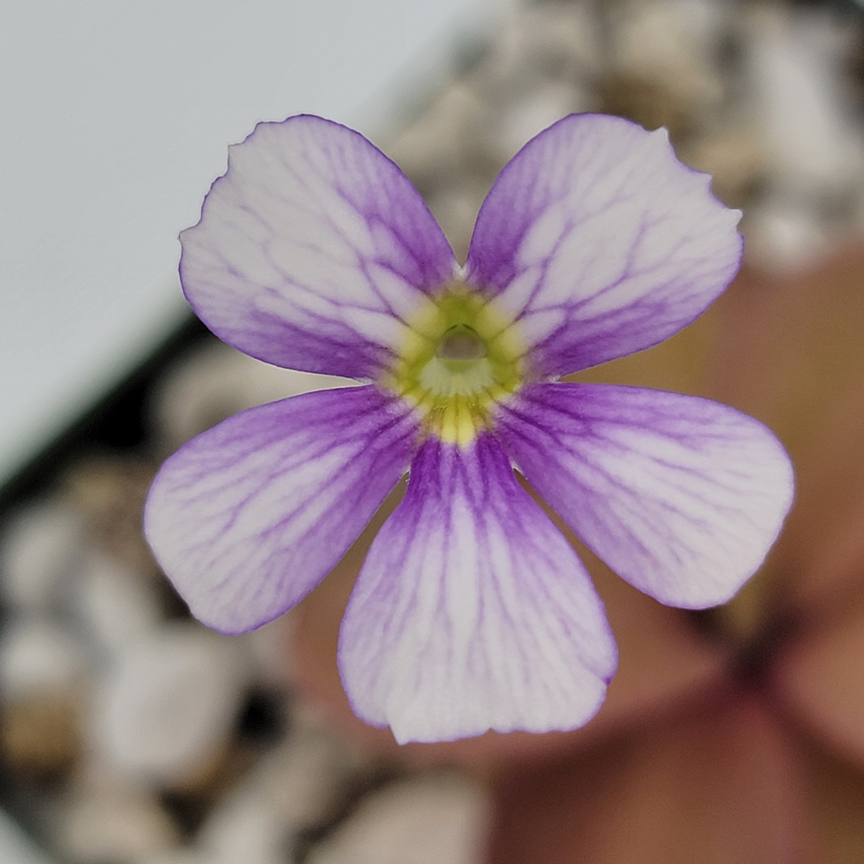Pinguicula 'Riva' -Butterworts -Rainbow Carnivorous Plants LLC