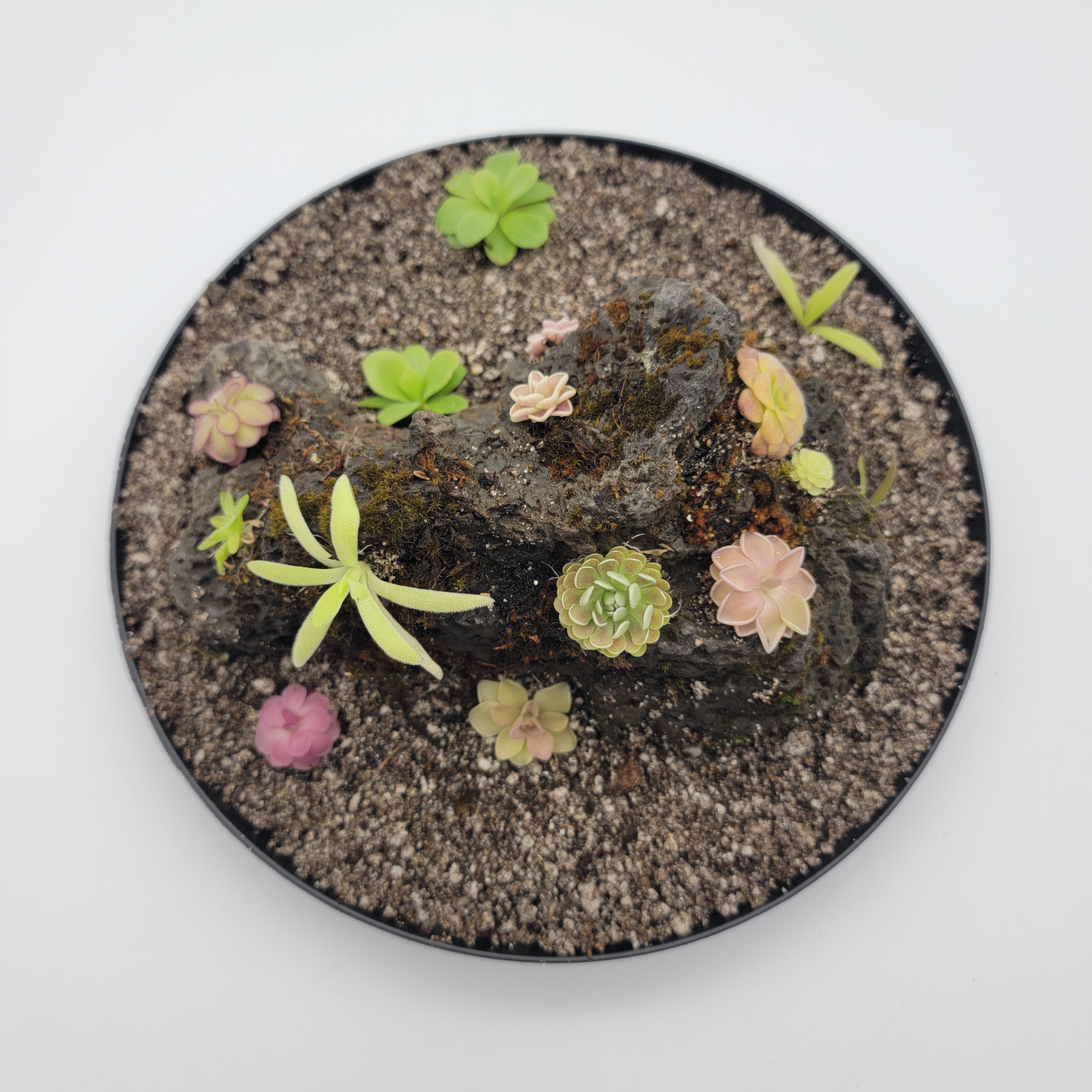 Mystery rock kit Pinguicula bundle -Butterworts -Rainbow Carnivorous Plants LLC