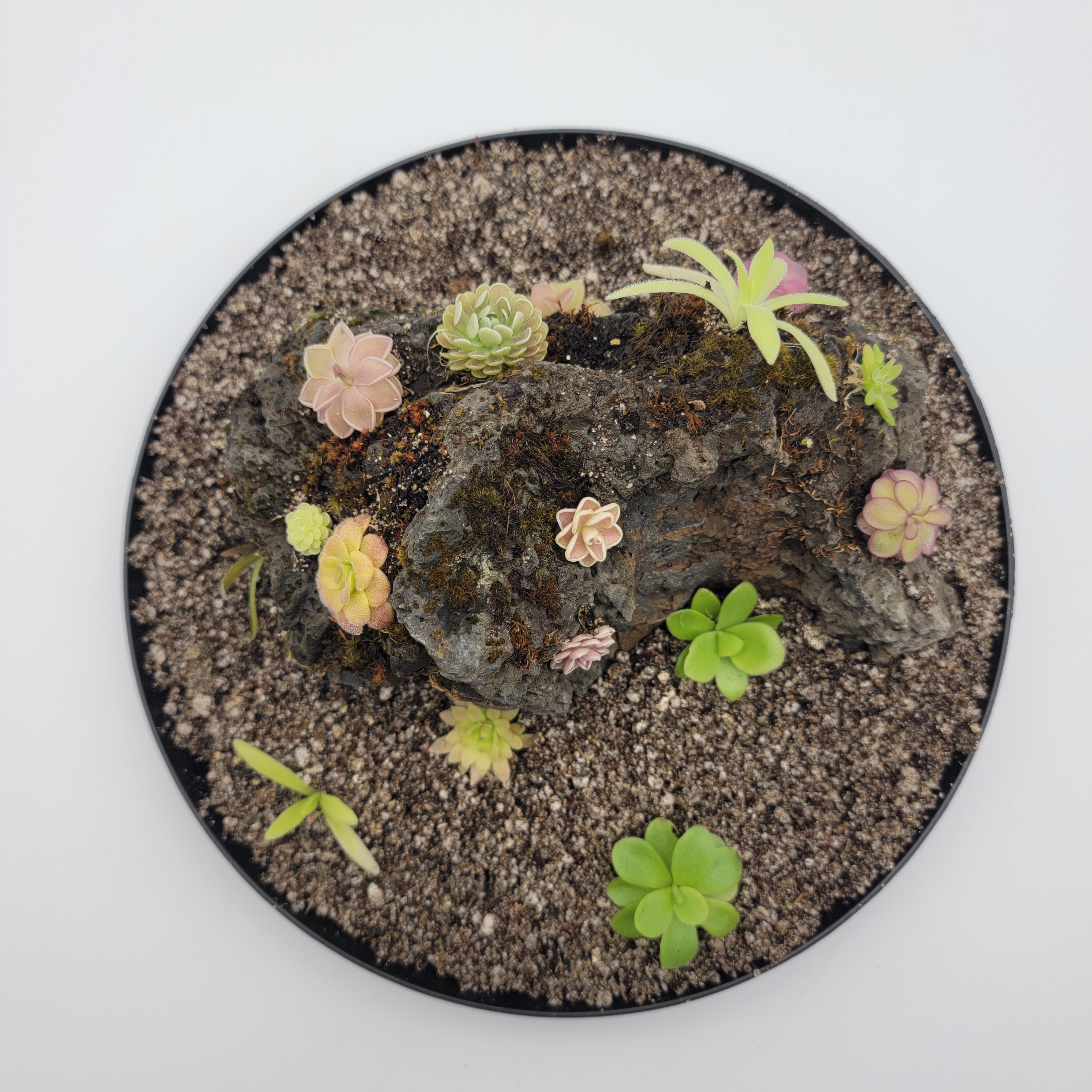 Mystery rock kit Pinguicula bundle -Butterworts -Rainbow Carnivorous Plants LLC