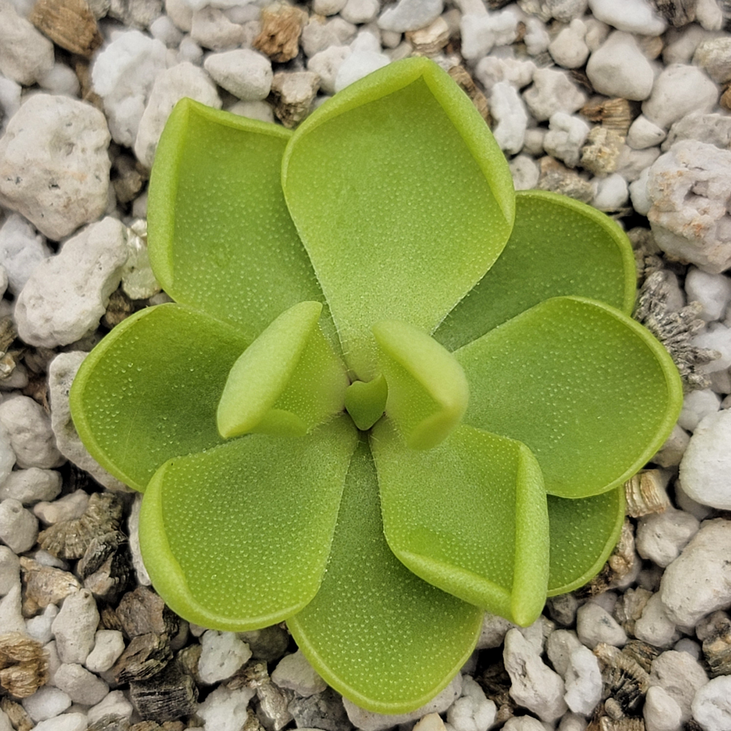 Pinguicula sp. 