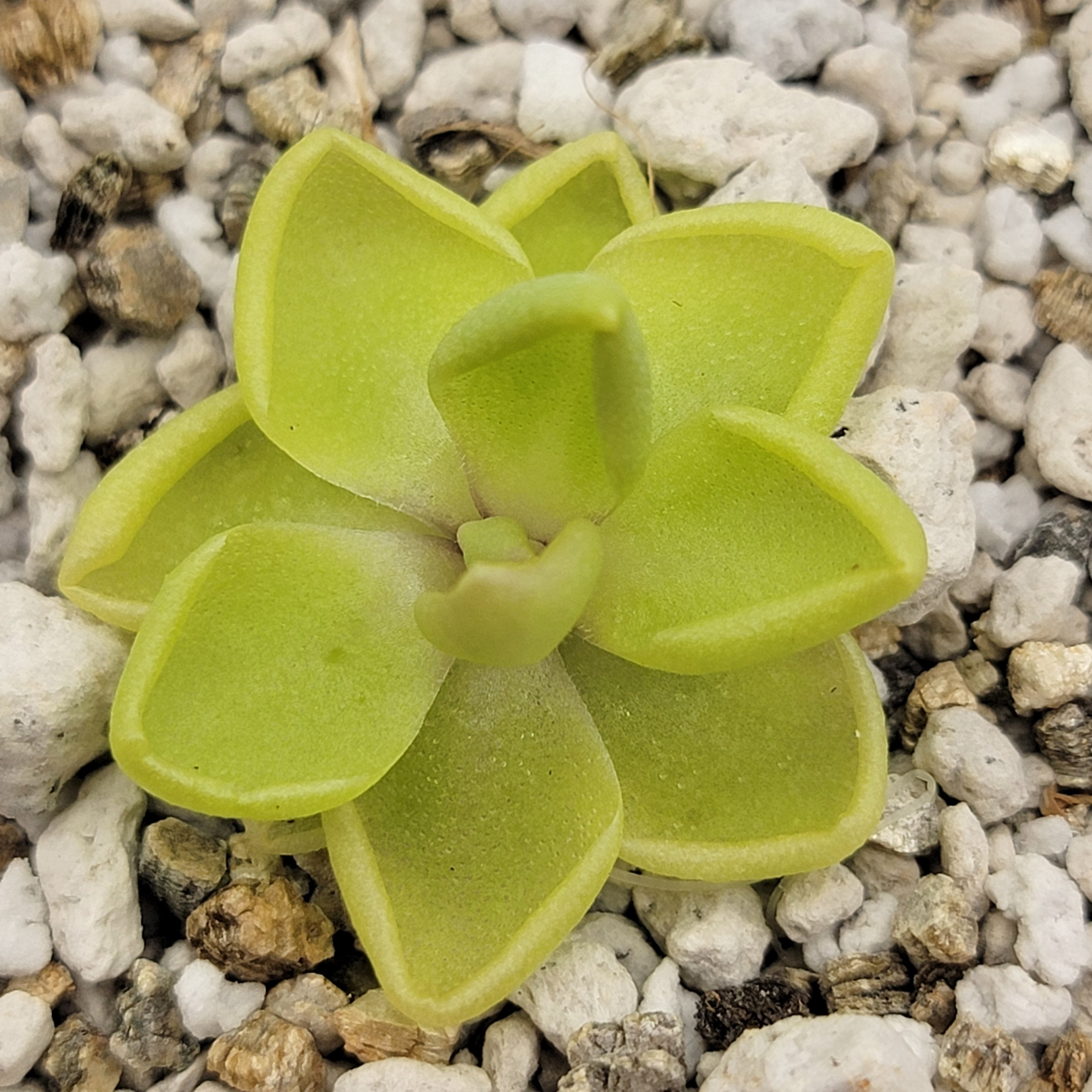 Pinguicula sp. "Tehuacan" -Butterworts -Rainbow Carnivorous Plants LLC