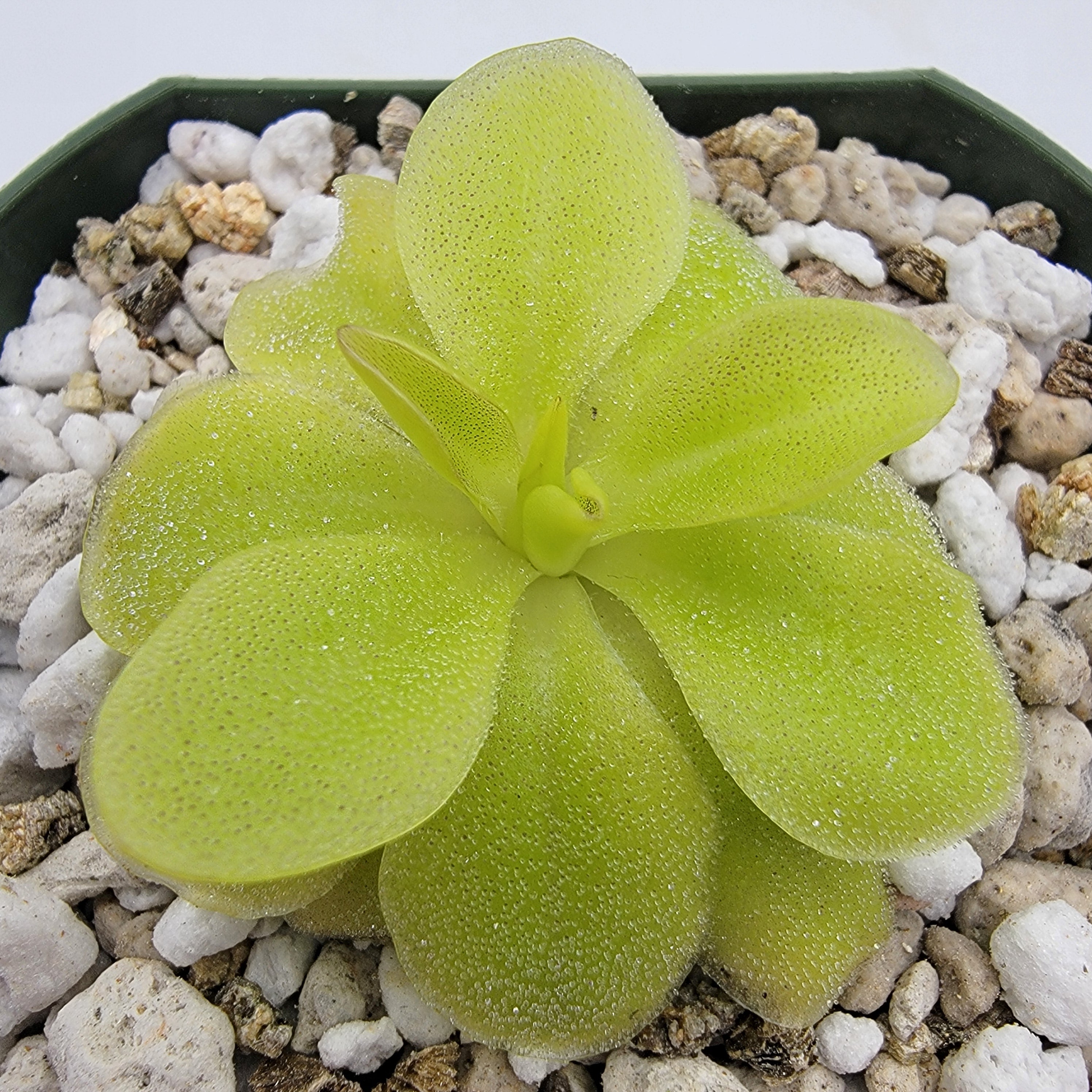 Pinguicula 'Sumidero II' -Butterworts -Rainbow Carnivorous Plants LLC