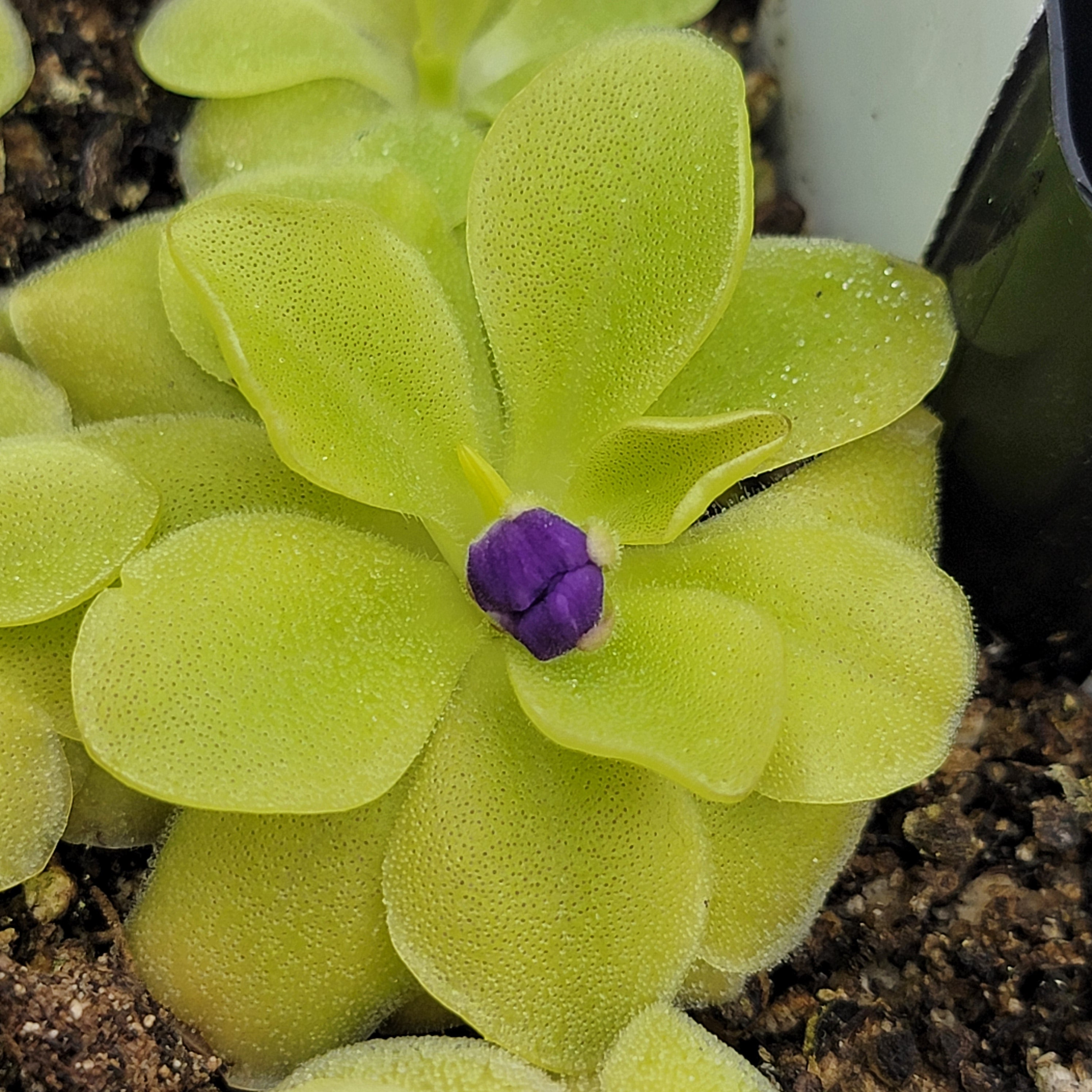 Pinguicula 'Sumidero II' -Butterworts -Rainbow Carnivorous Plants LLC