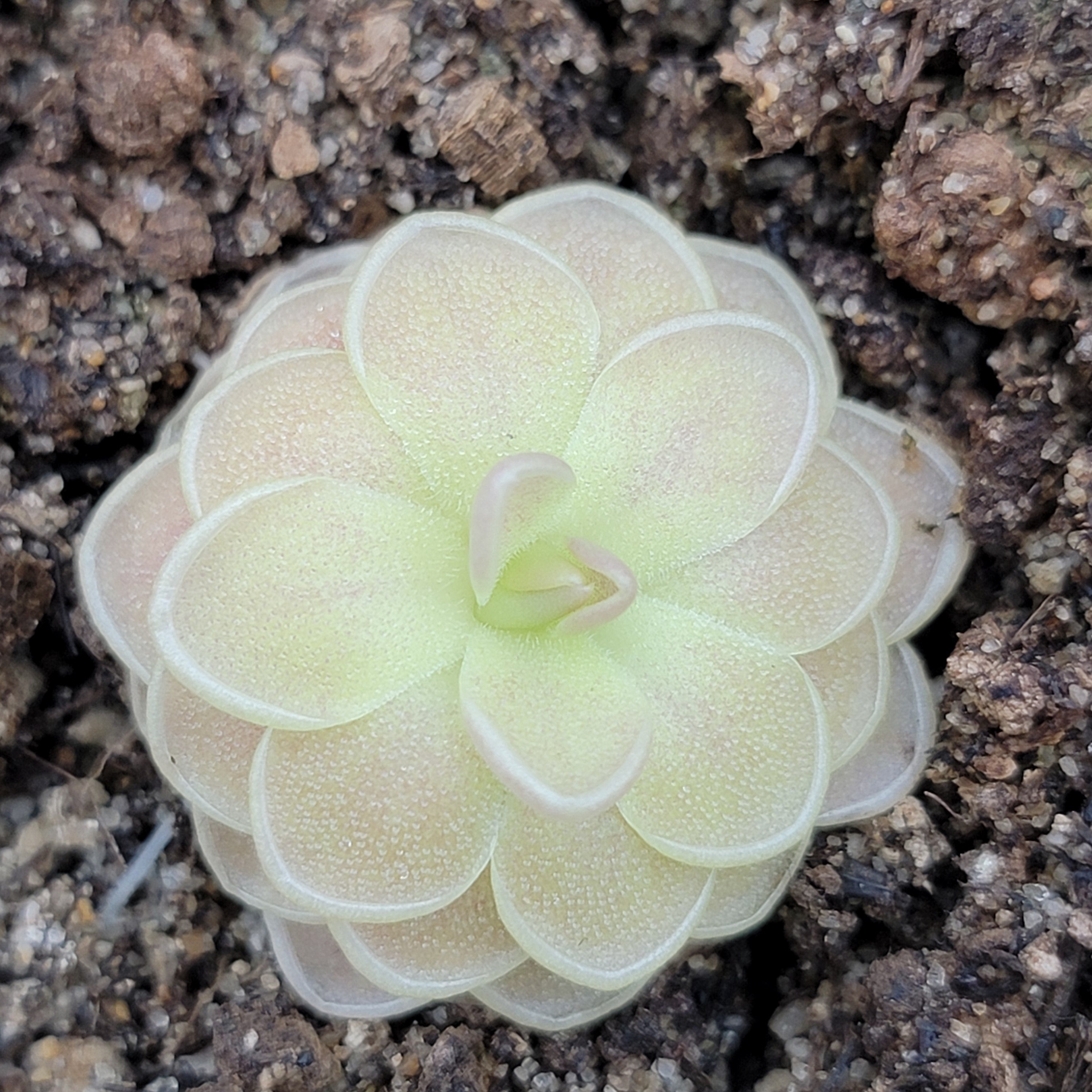 Pinguicula "Sunshine" -Butterworts -Rainbow Carnivorous Plants LLC