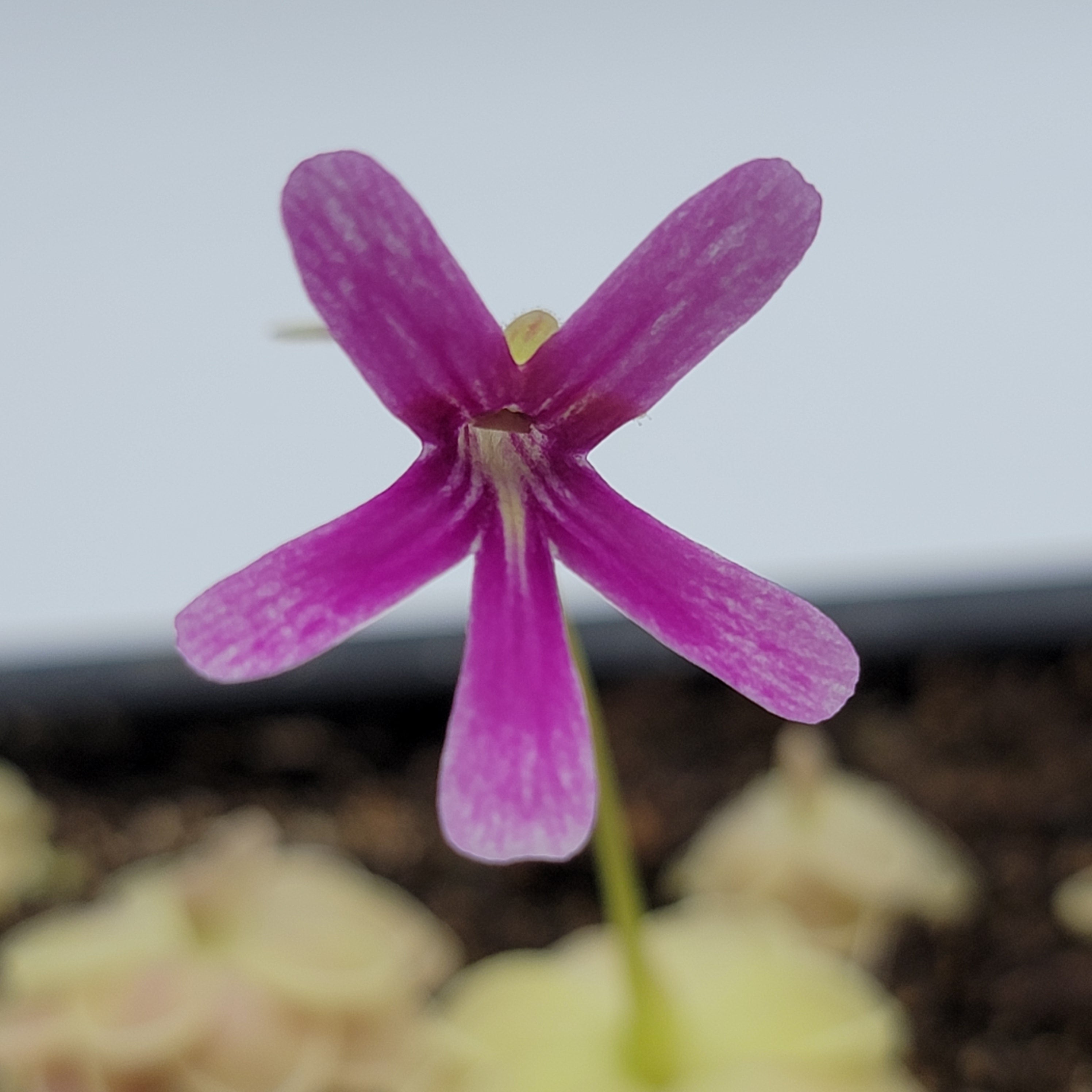Pinguicula "Sunshine" -Butterworts -Rainbow Carnivorous Plants LLC