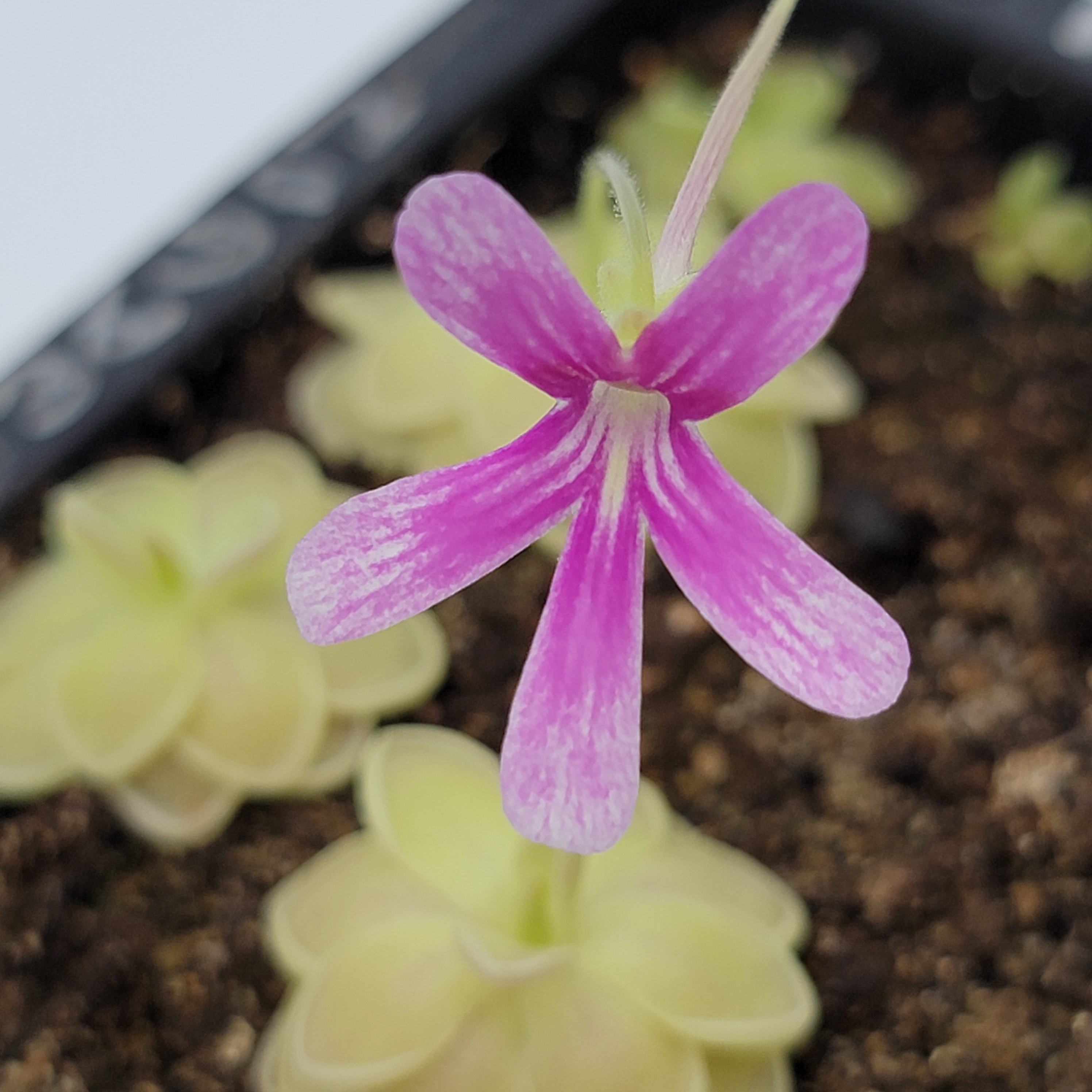 Pinguicula "Sunshine" -Butterworts -Rainbow Carnivorous Plants LLC