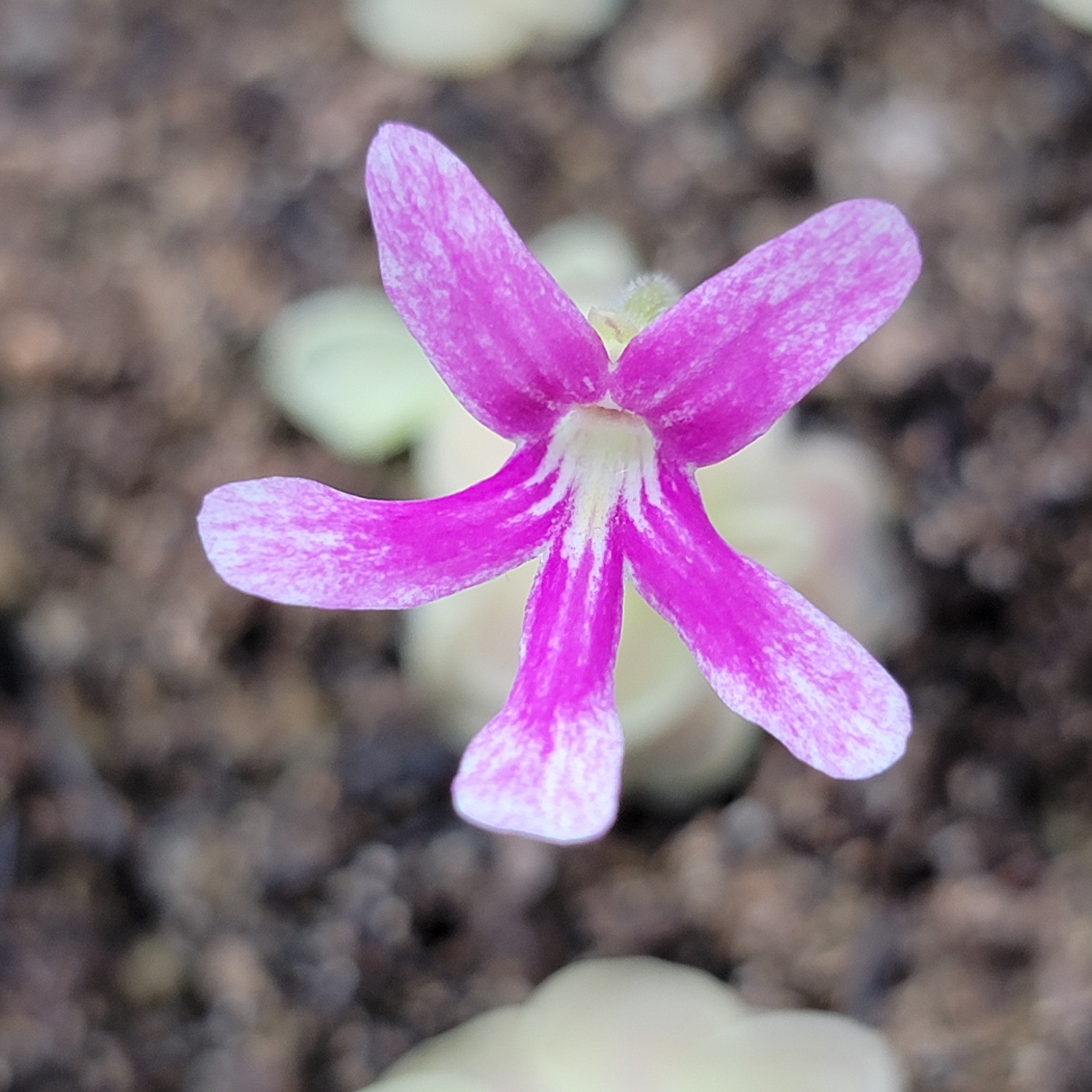 Pinguicula "Sunshine" -Butterworts -Rainbow Carnivorous Plants LLC