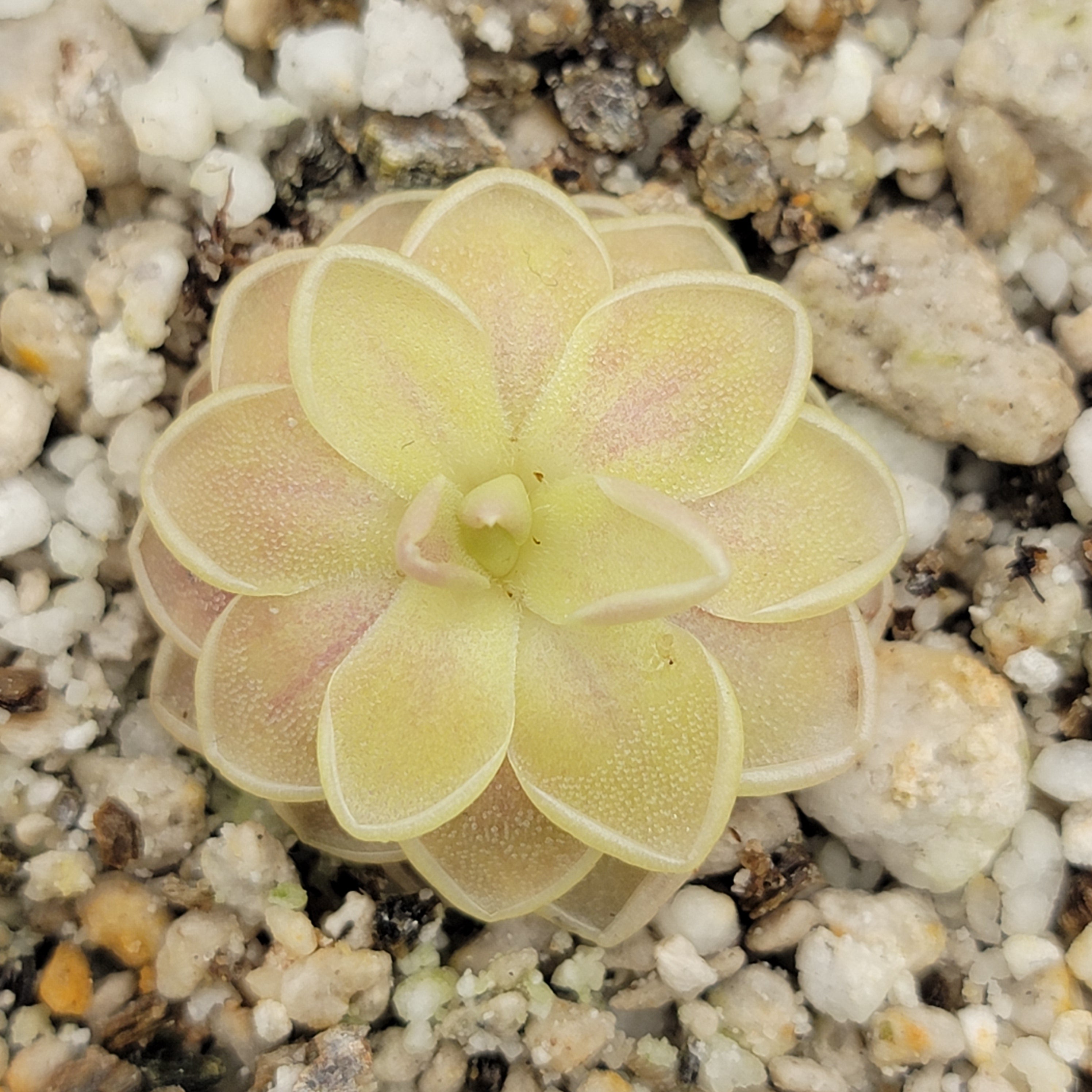 Pinguicula "Sunshine" -Butterworts -Rainbow Carnivorous Plants LLC