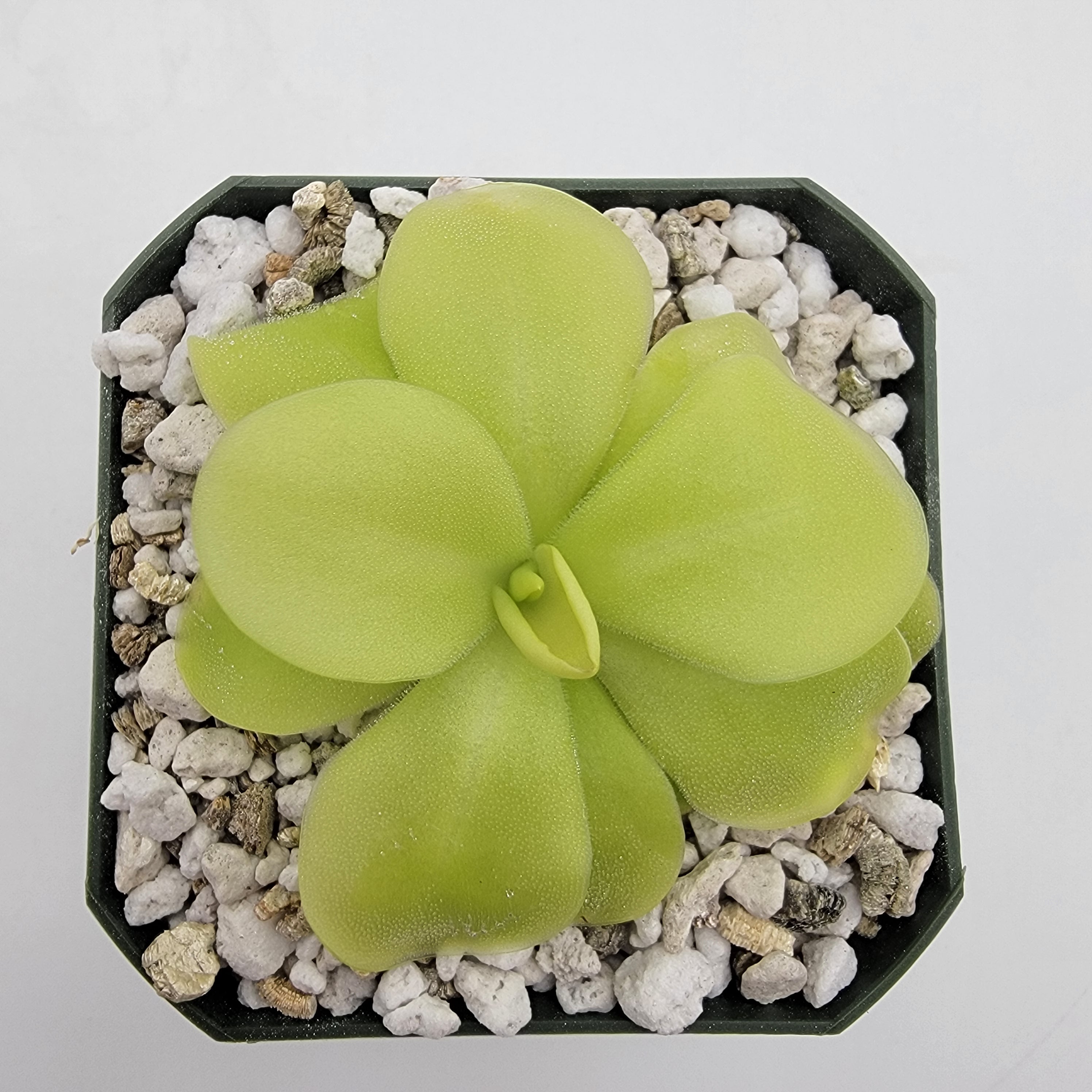 Pinguicula 'Tina' -Butterworts -Rainbow Carnivorous Plants LLC