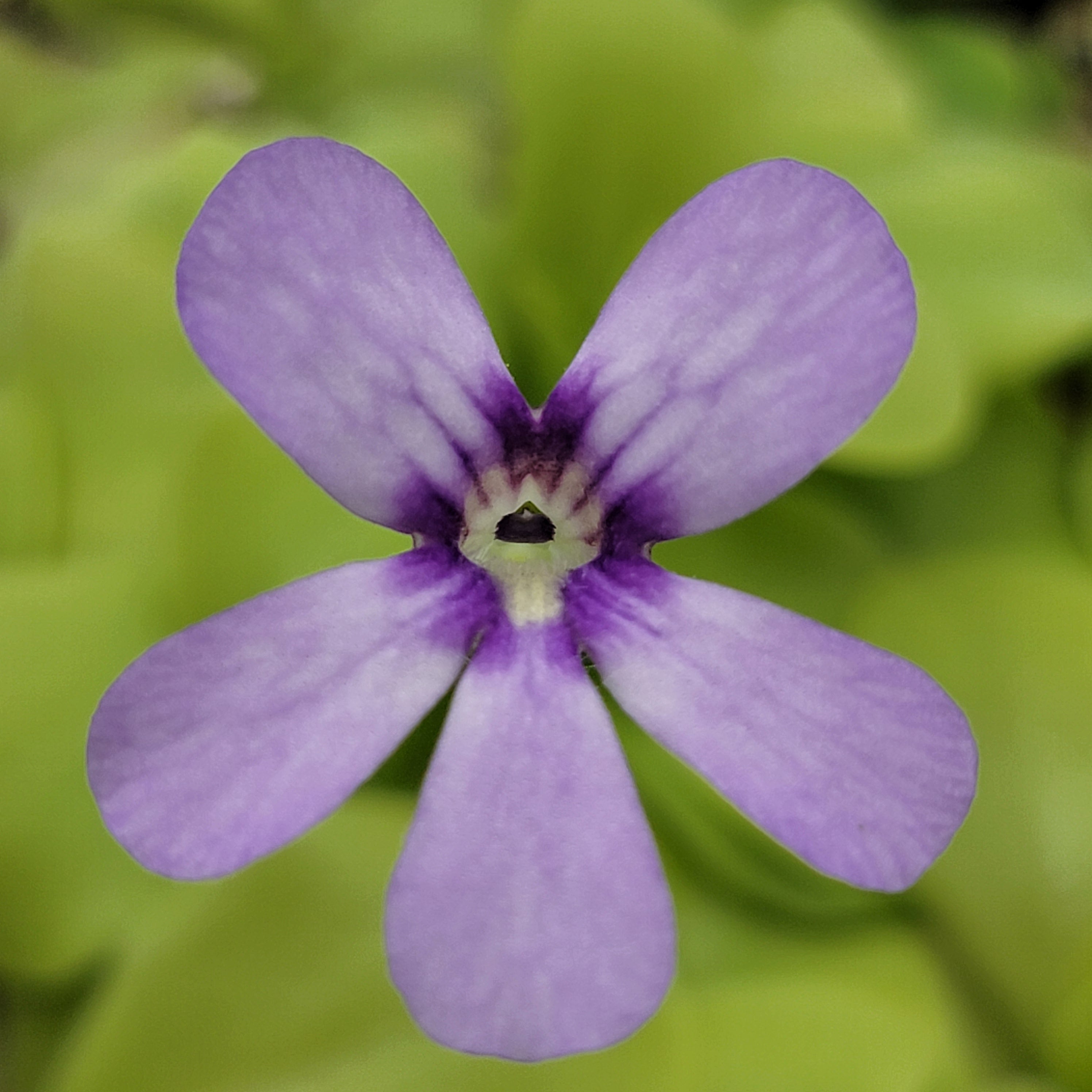 Pinguicula 'Tina' -Butterworts -Rainbow Carnivorous Plants LLC