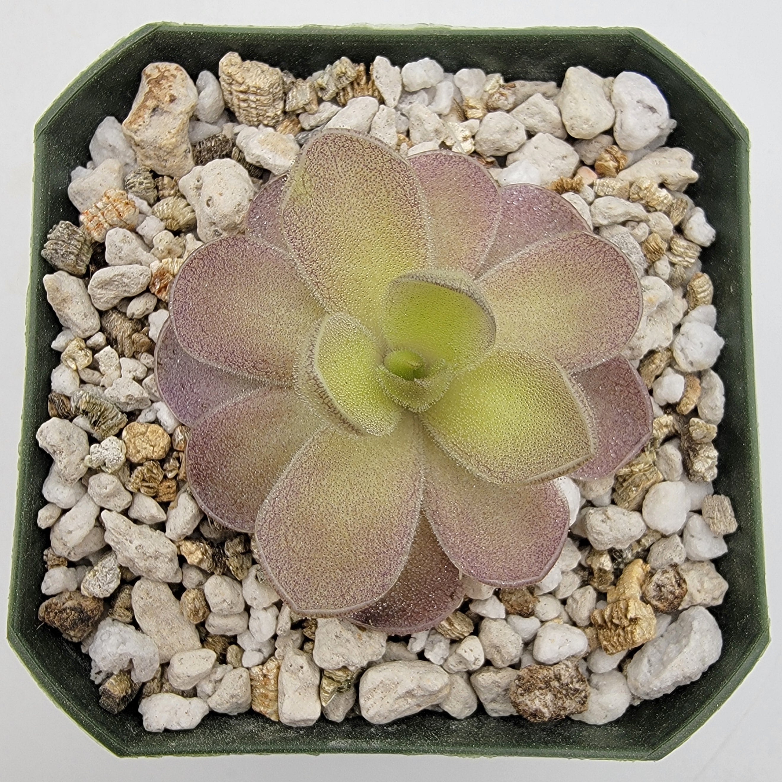Pinguicula "Ysi" -Butterworts -Rainbow Carnivorous Plants LLC