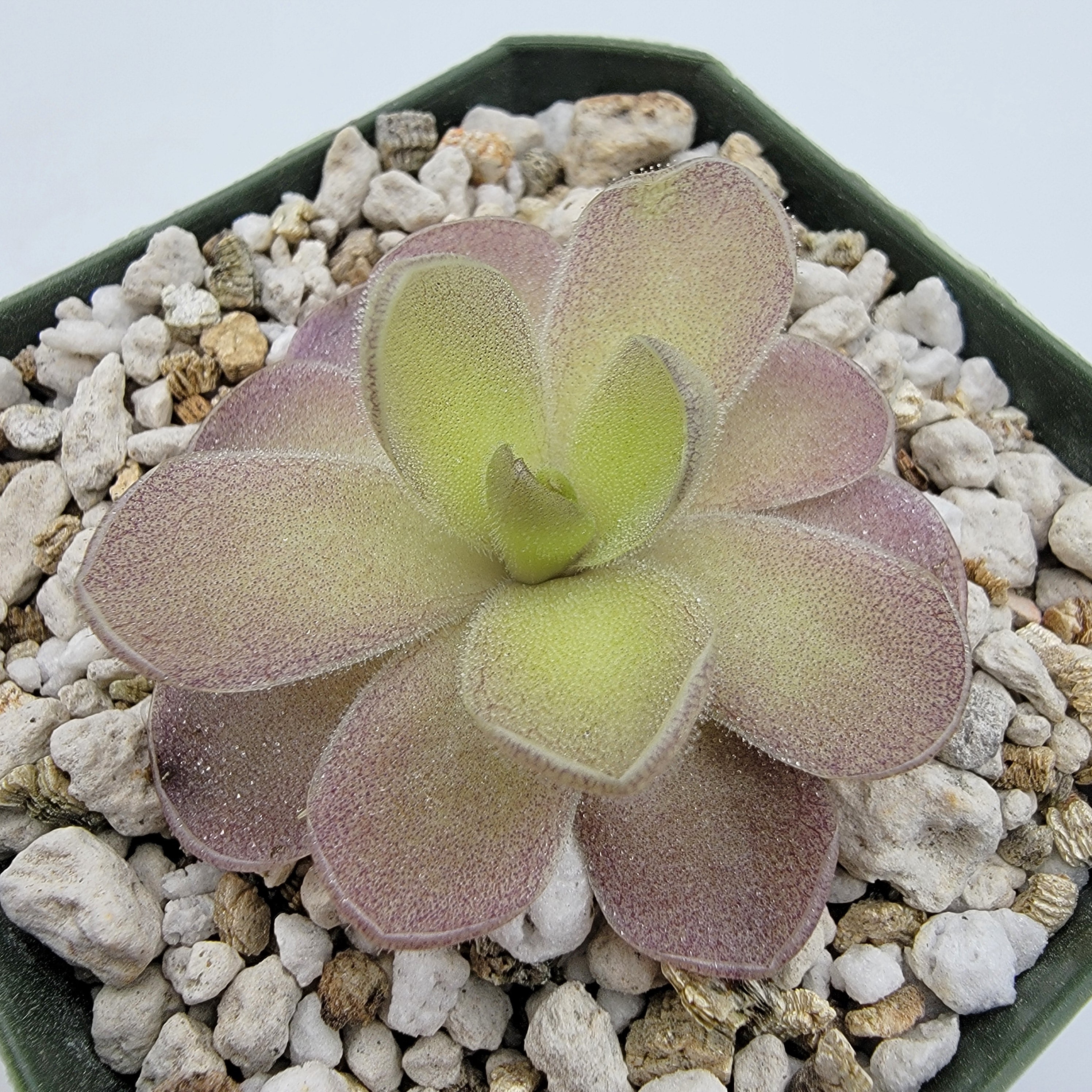 Pinguicula "Ysi" -Butterworts -Rainbow Carnivorous Plants LLC