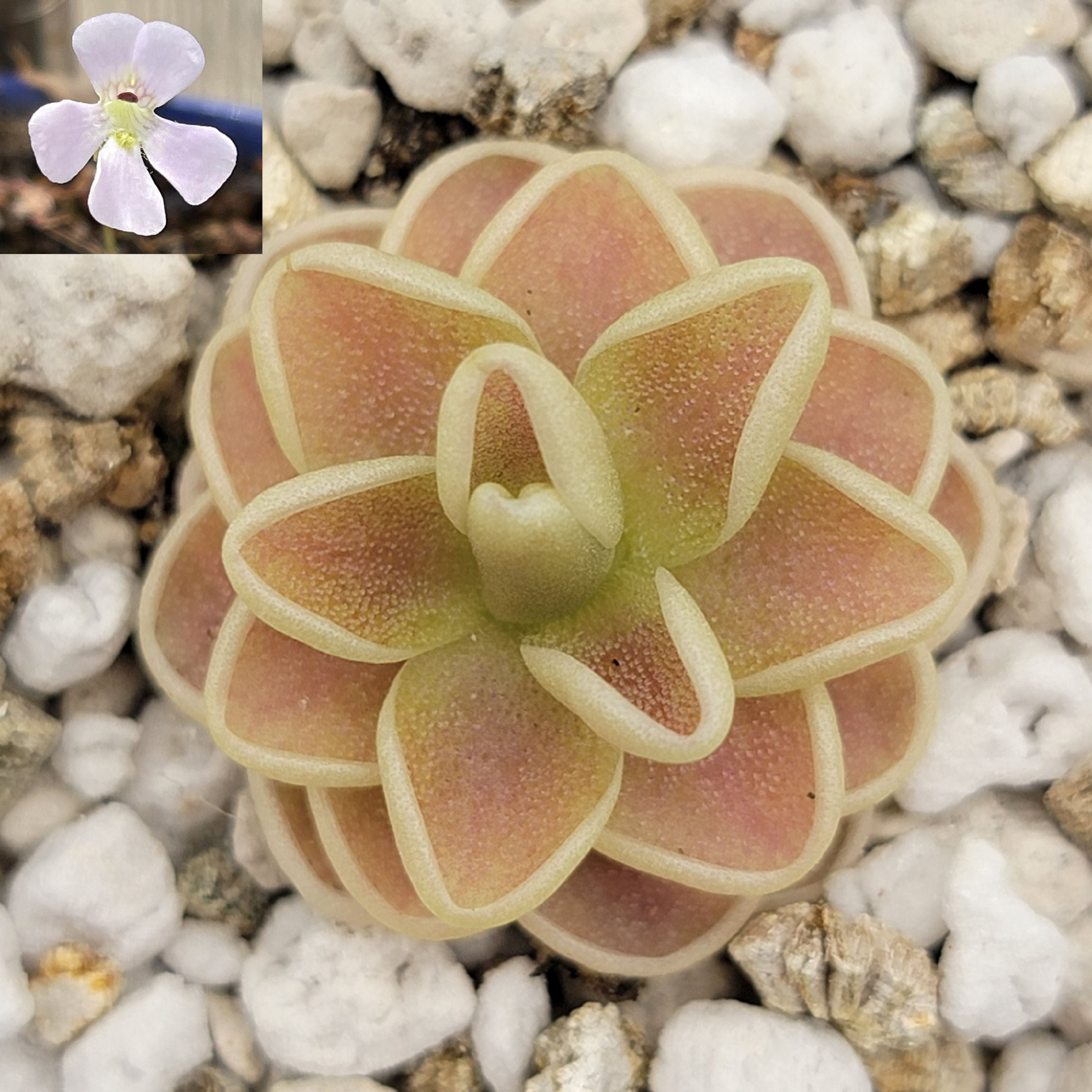 Pinguicula "Yucca Do 1713" -Butterworts -Rainbow Carnivorous Plants LLC