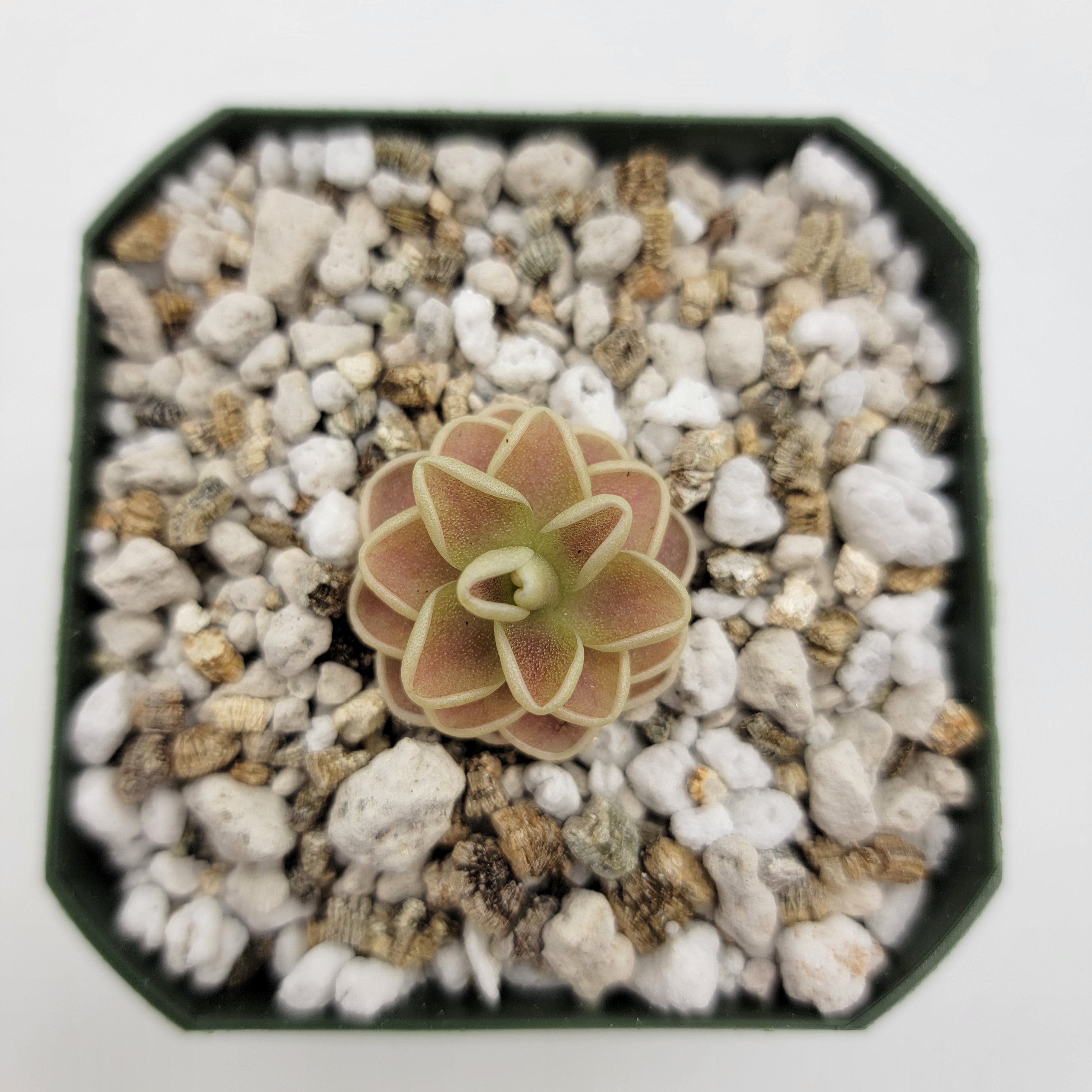 Pinguicula "Yucca Do 1713" -Butterworts -Rainbow Carnivorous Plants LLC