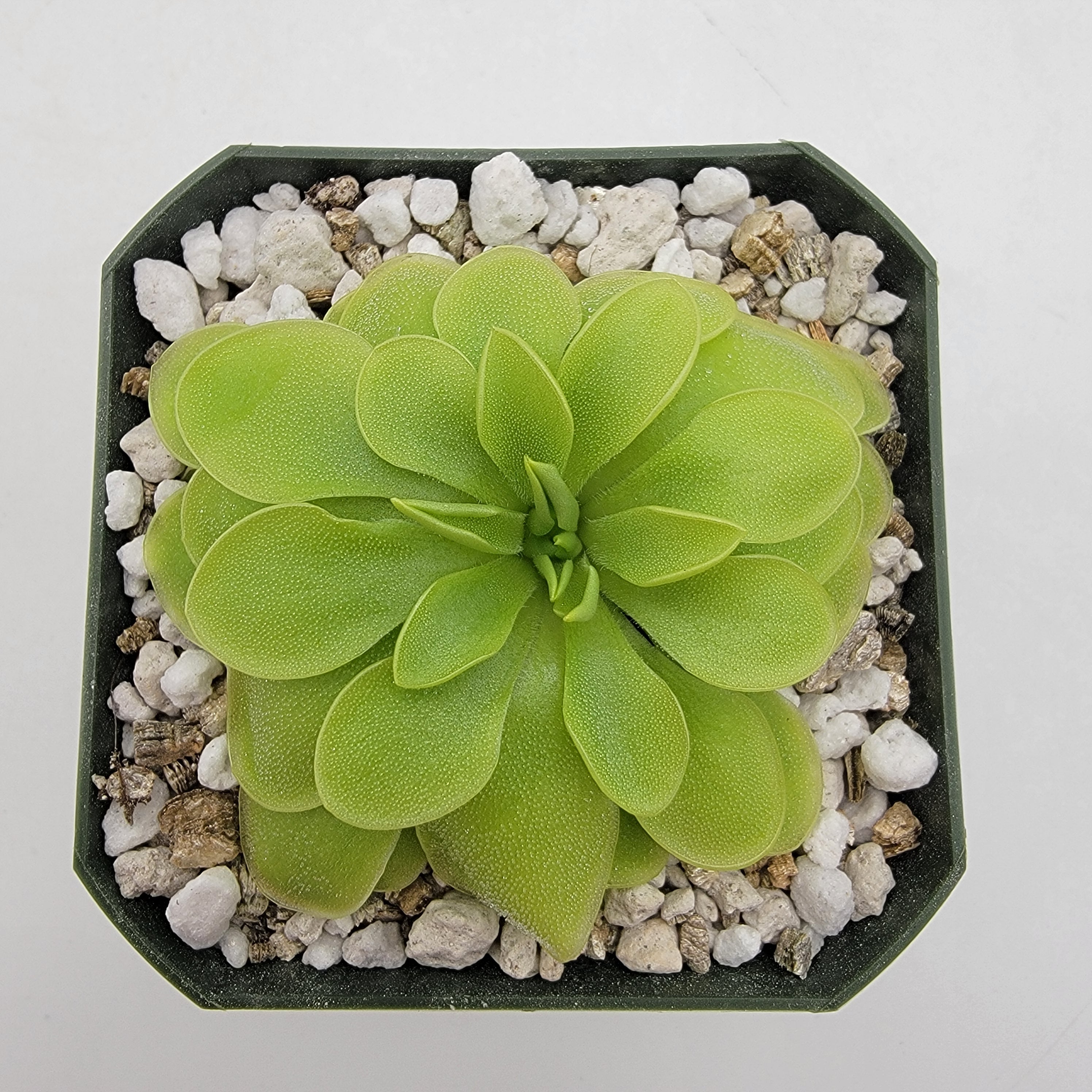 Pinguicula 'BCP Golden Eye'