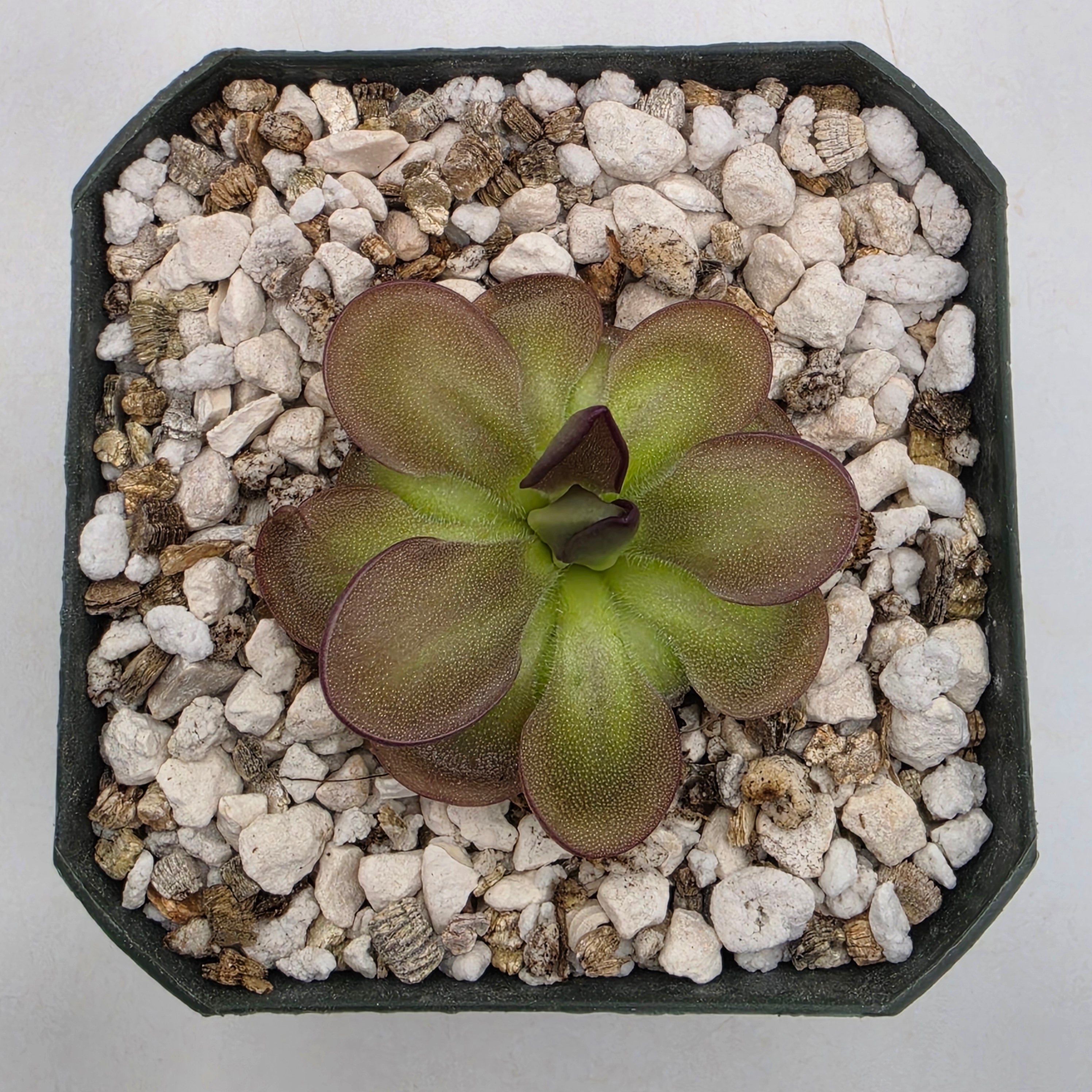 Pinguicula moranensis "Big Spur" {San Juan Ixcoy, Huehuetenango, Guatemala} -Butterworts -Rainbow Carnivorous Plants LLC