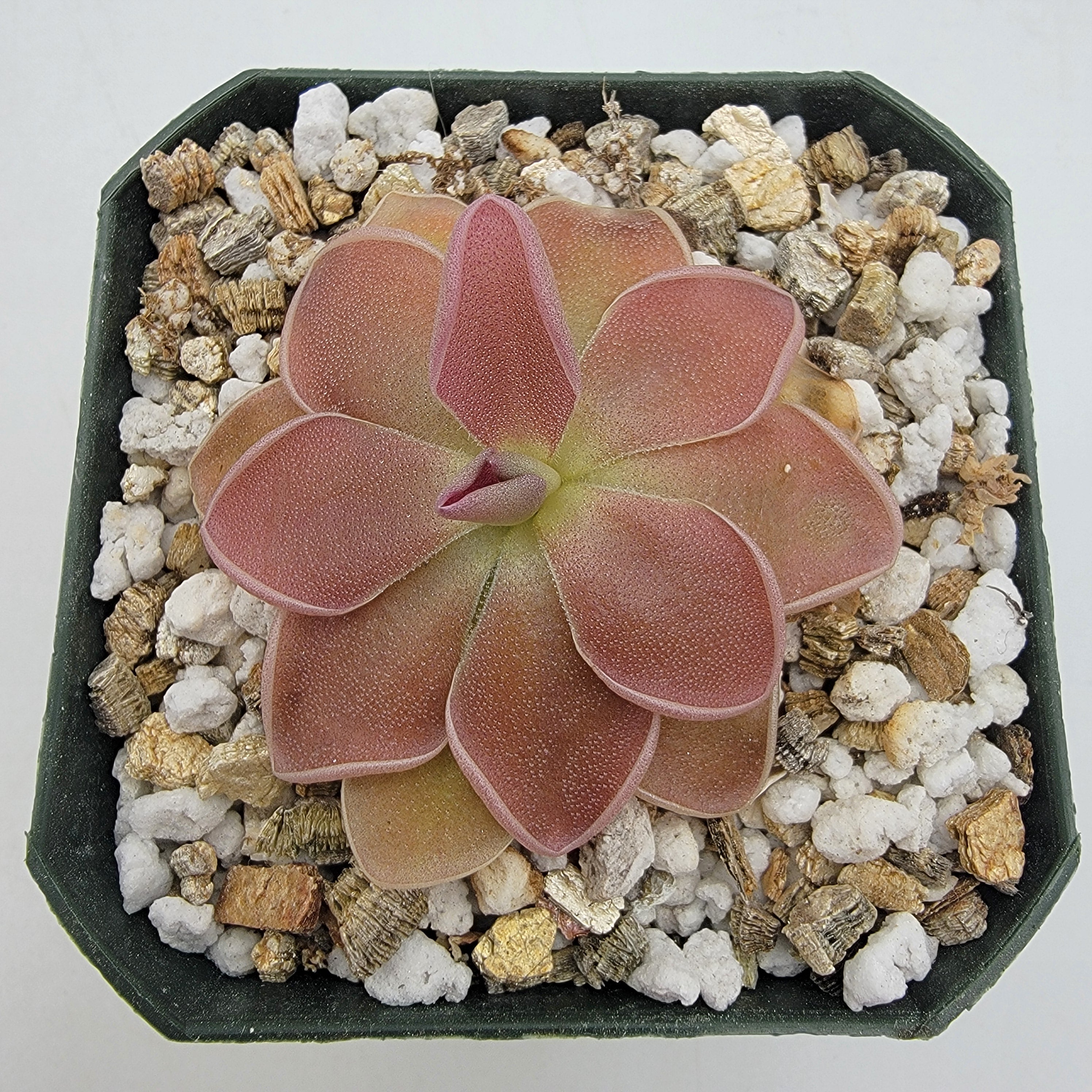 Pinguicula 'PE Formosa' -Butterworts -Rainbow Carnivorous Plants LLC