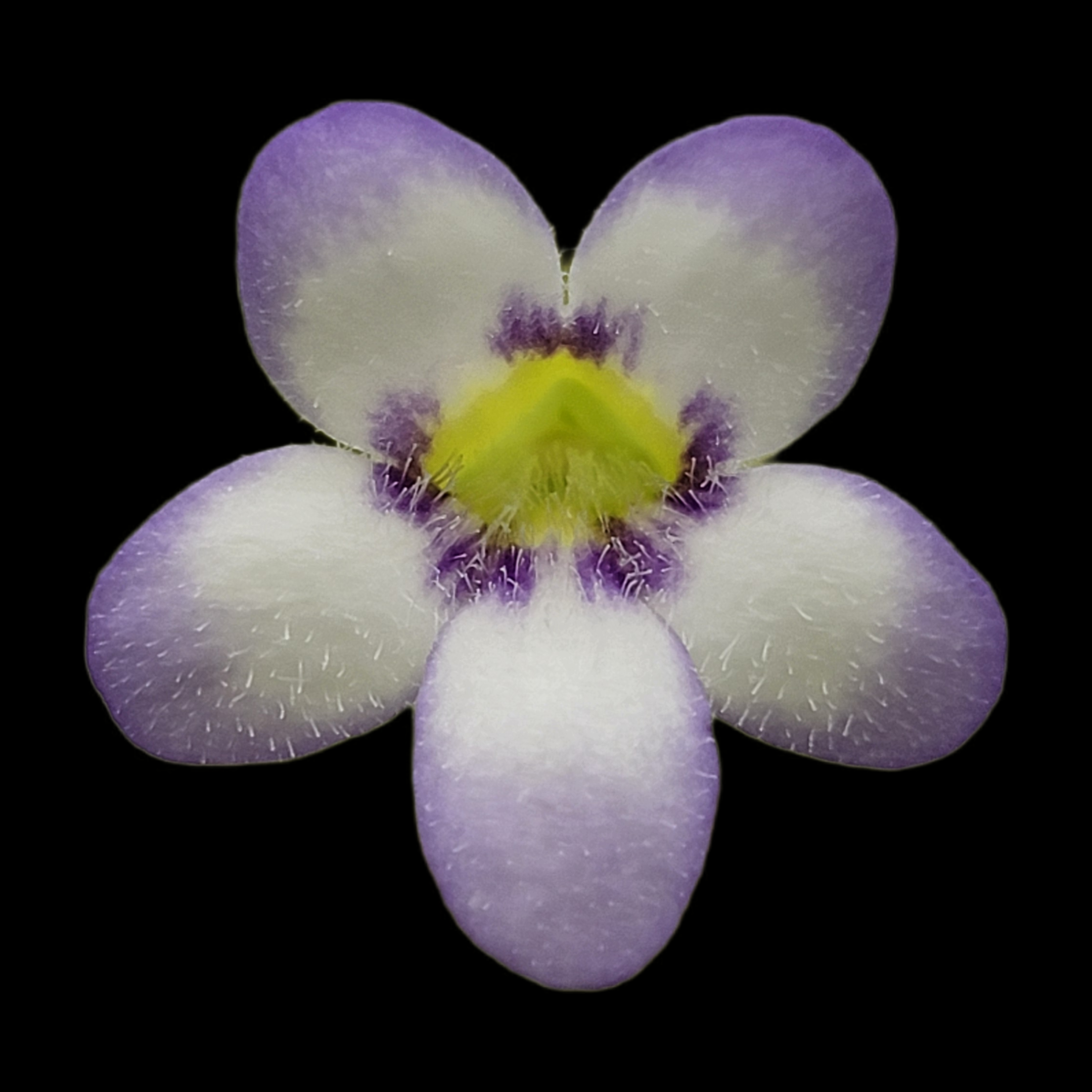 Pinguicula agnata 'Ekuma' -Butterworts -Rainbow Carnivorous Plants LLC