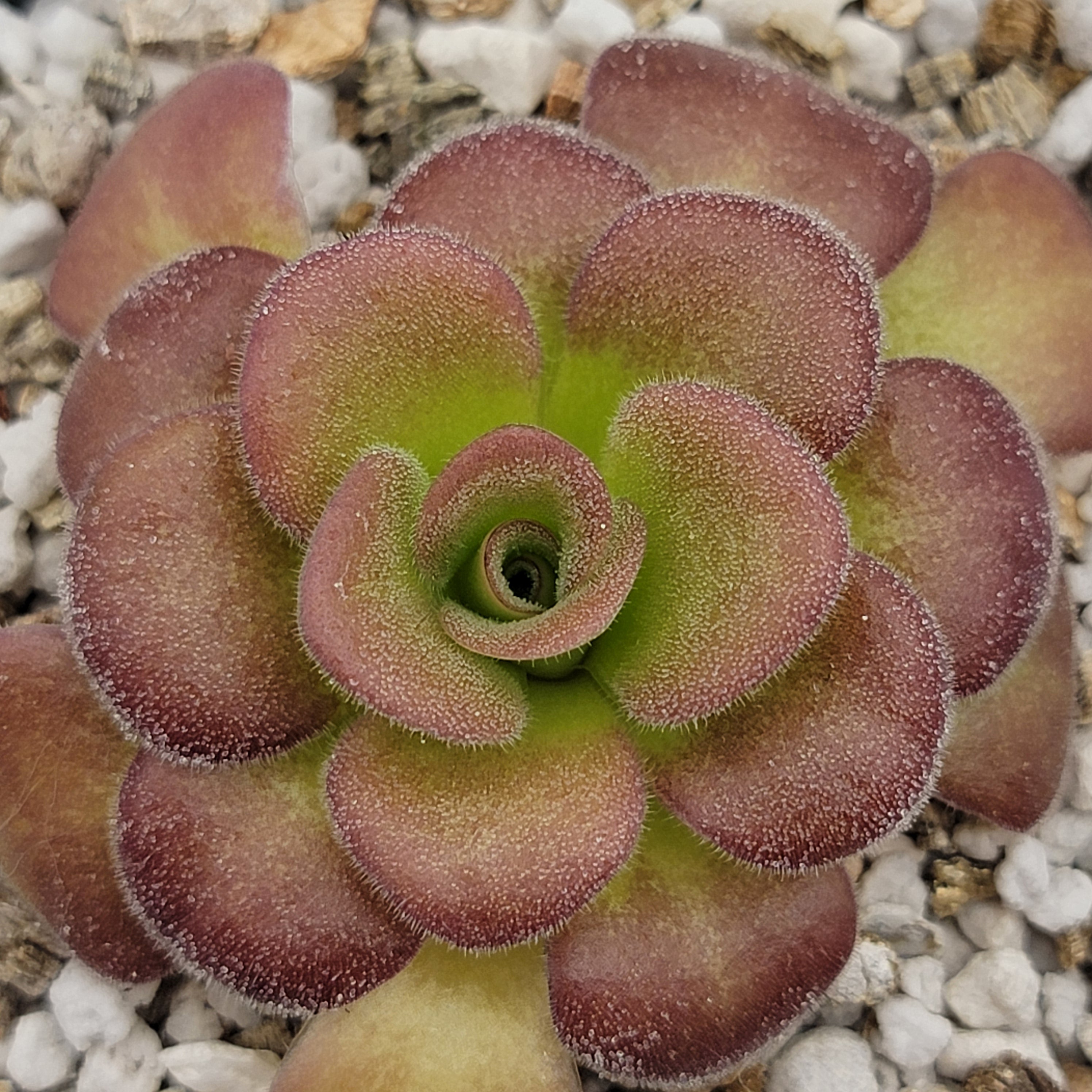 Pinguicula agnata 'Ekuma' -Butterworts -Rainbow Carnivorous Plants LLC
