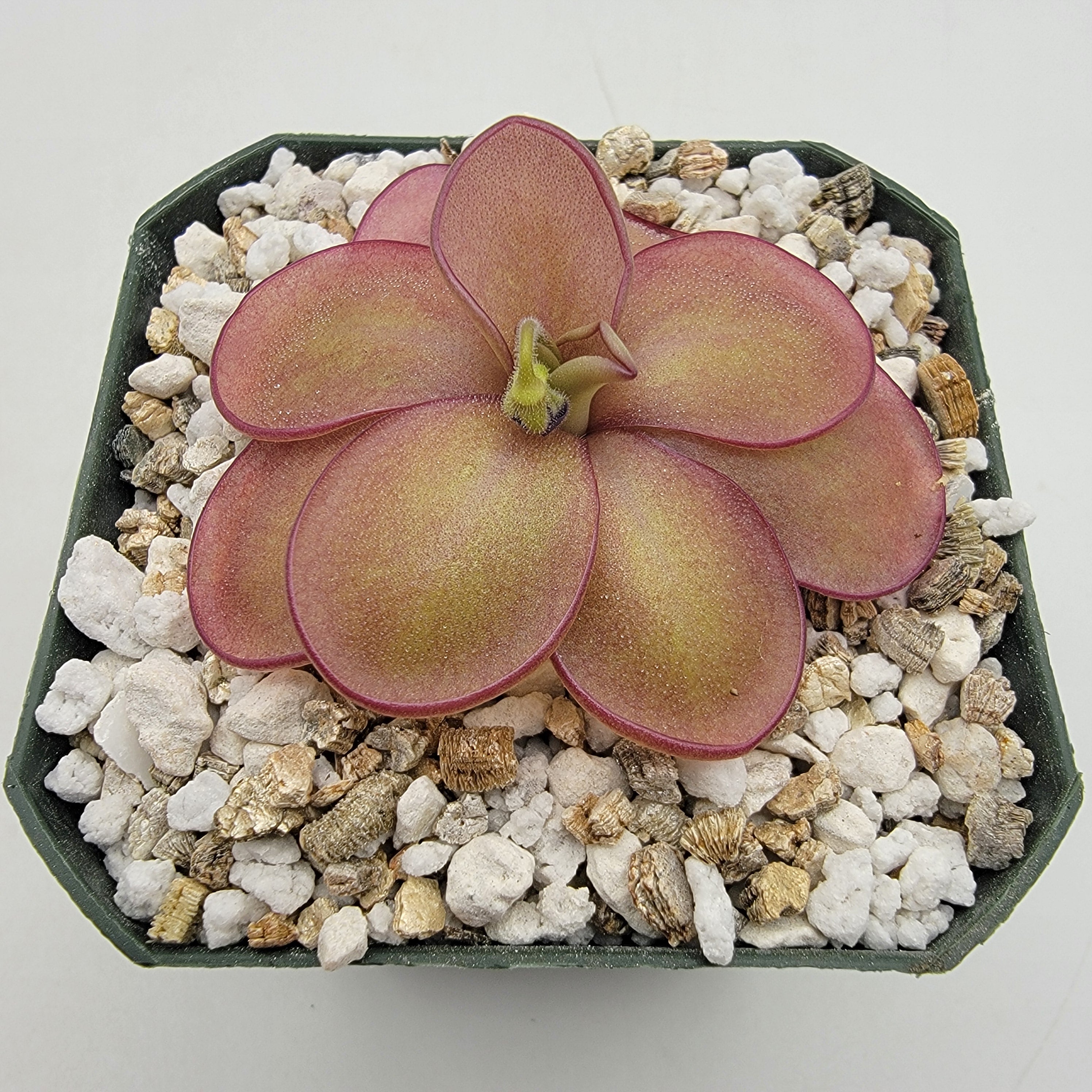 Pinguicula agnata "Scented Flower" x (laueana CP2 x emarginata)
