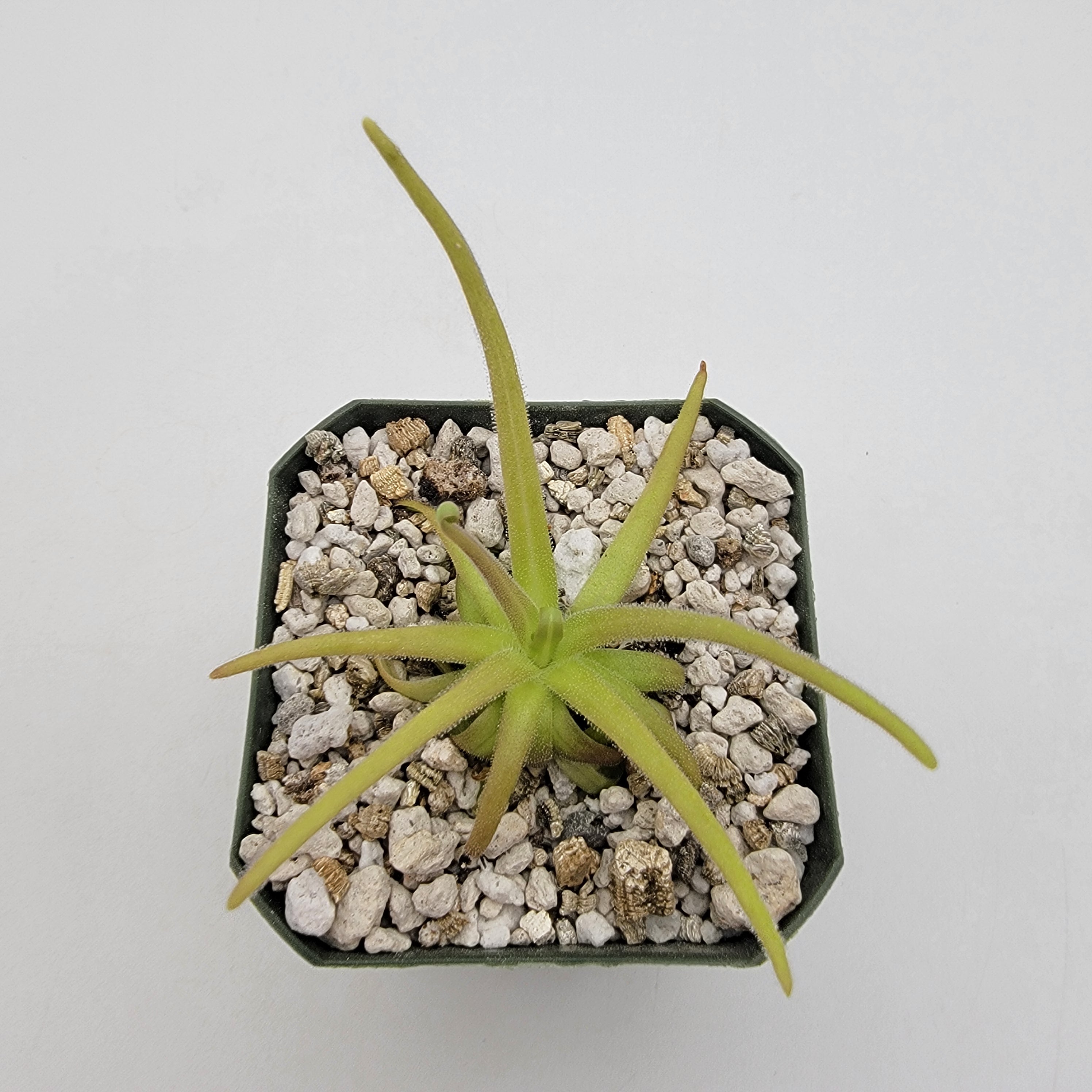 Pinguicula gypsicola x moctezumae -Butterworts -Rainbow Carnivorous Plants LLC