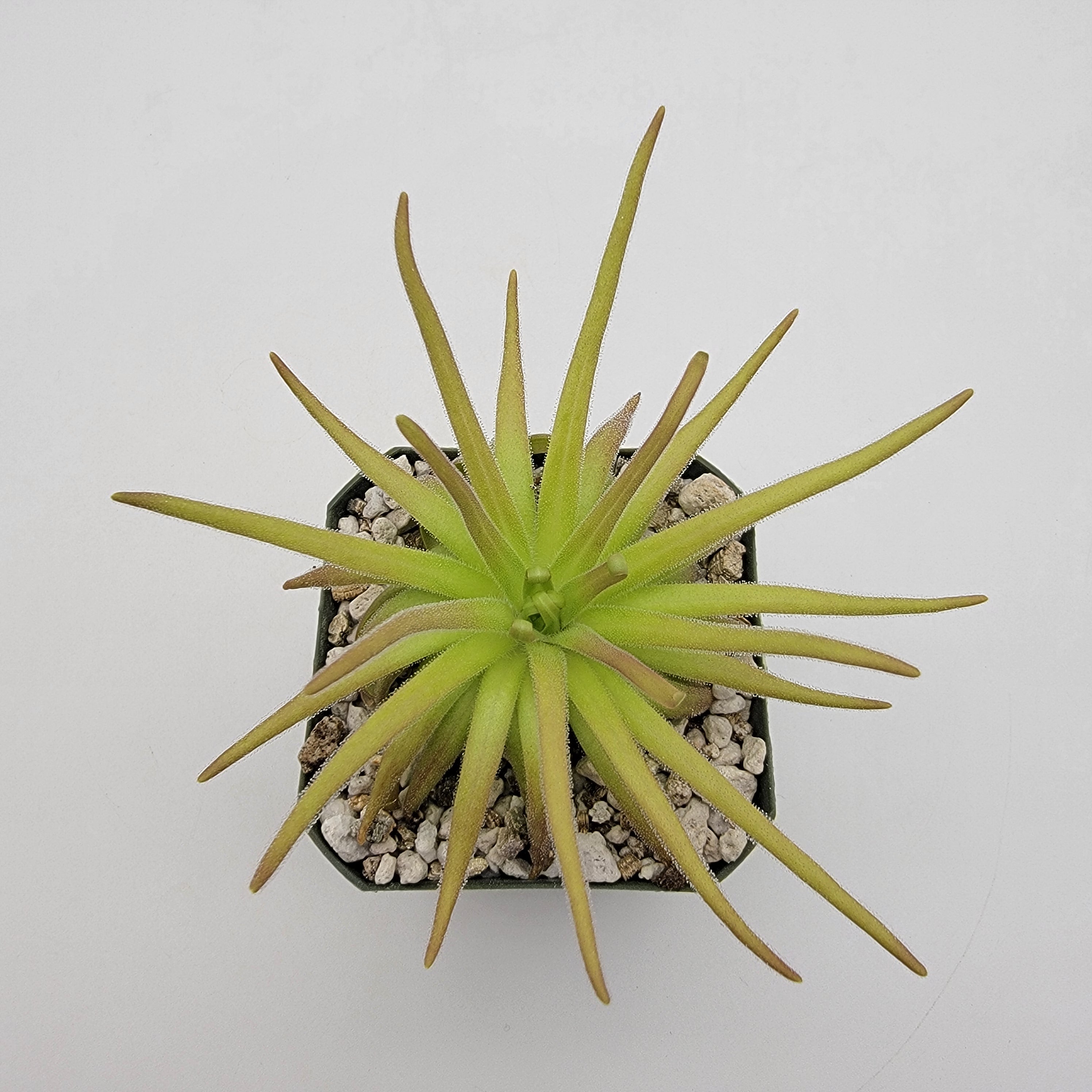 Pinguicula gypsicola x moctezumae | Rainbow Carnivorous Plants LLC