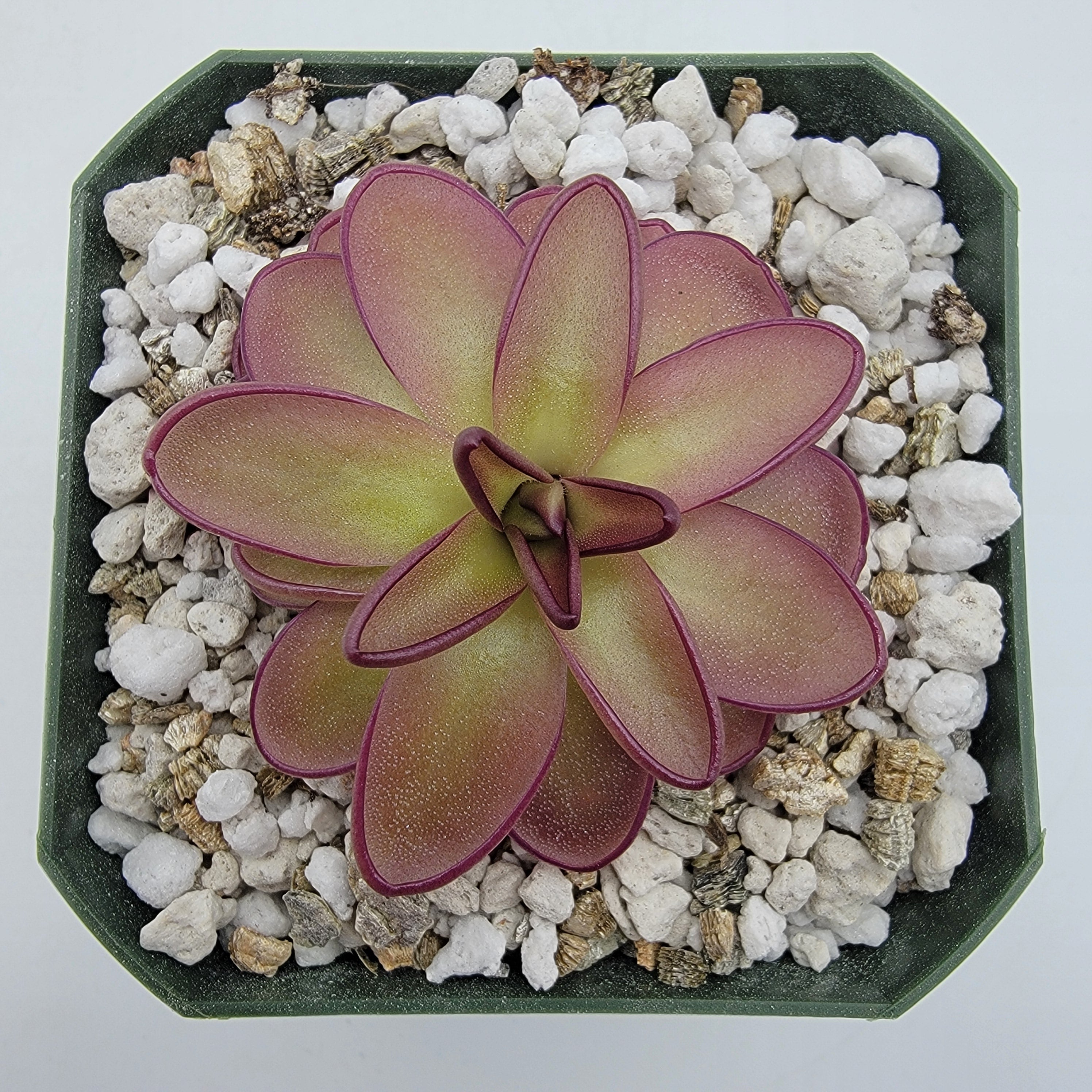 Pinguicula potosiensis -Butterworts -Rainbow Carnivorous Plants LLC
