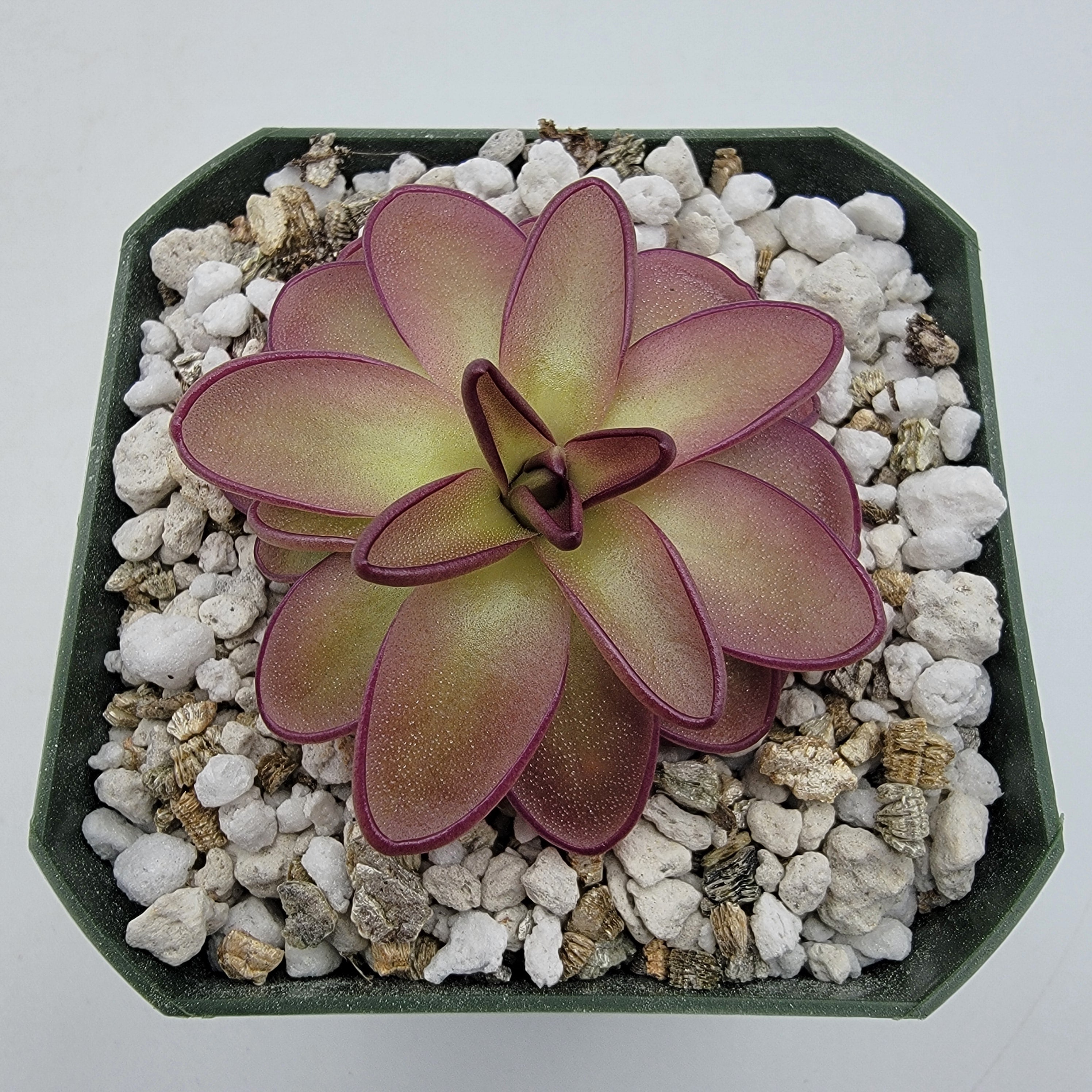 Pinguicula potosiensis -Butterworts -Rainbow Carnivorous Plants LLC