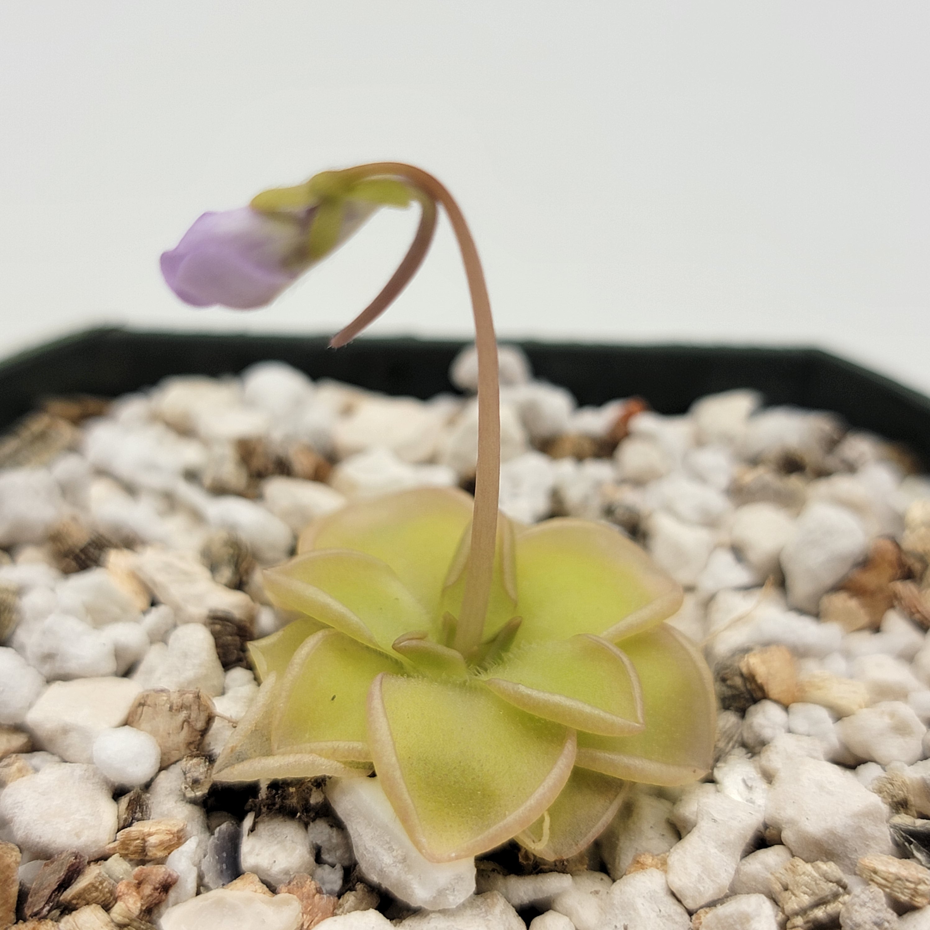 Pinguicula rotundiflora x moranensis var. alba -Butterworts -Rainbow Carnivorous Plants LLC