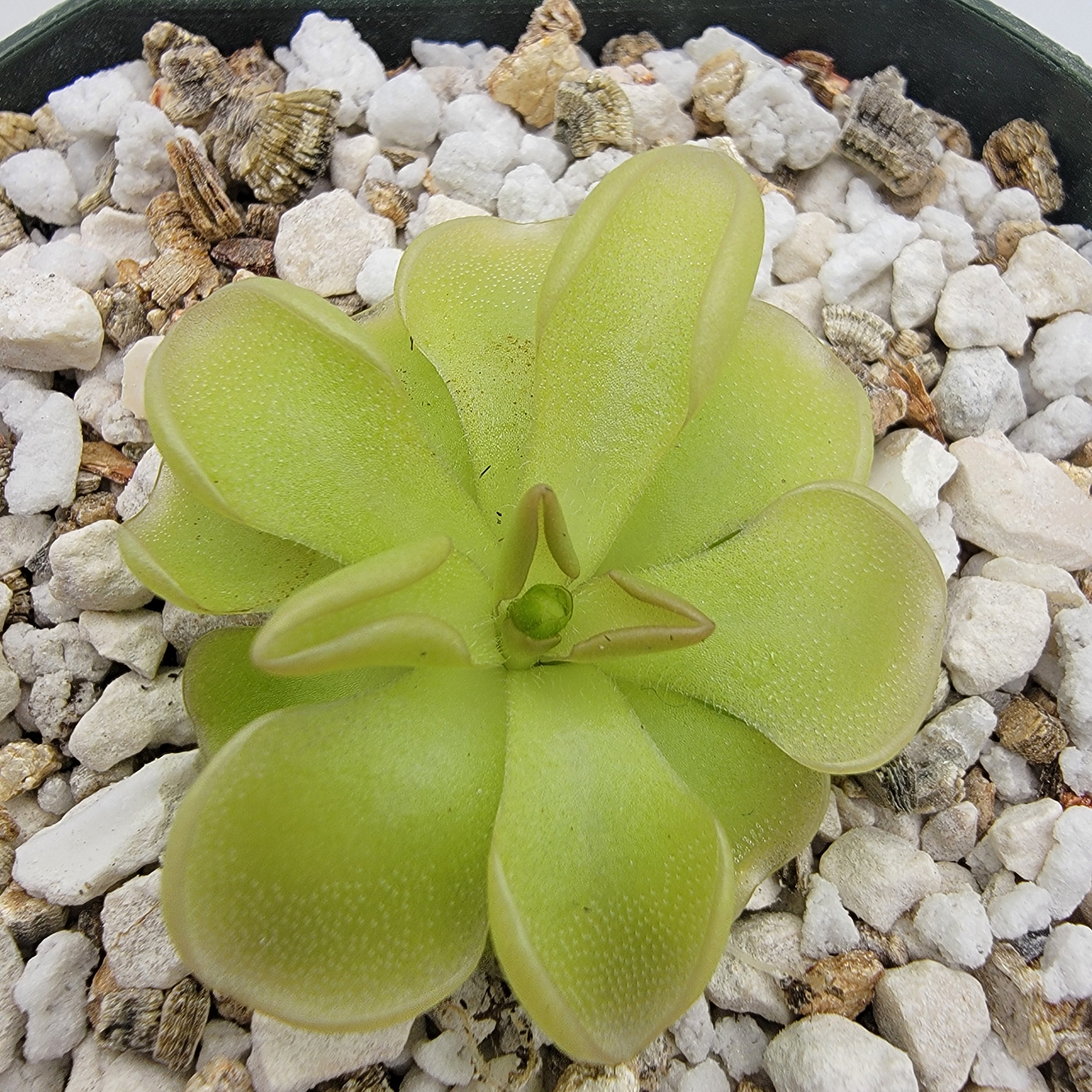 Pinguicula rotundiflora x moranensis var. alba -Butterworts -Rainbow Carnivorous Plants LLC