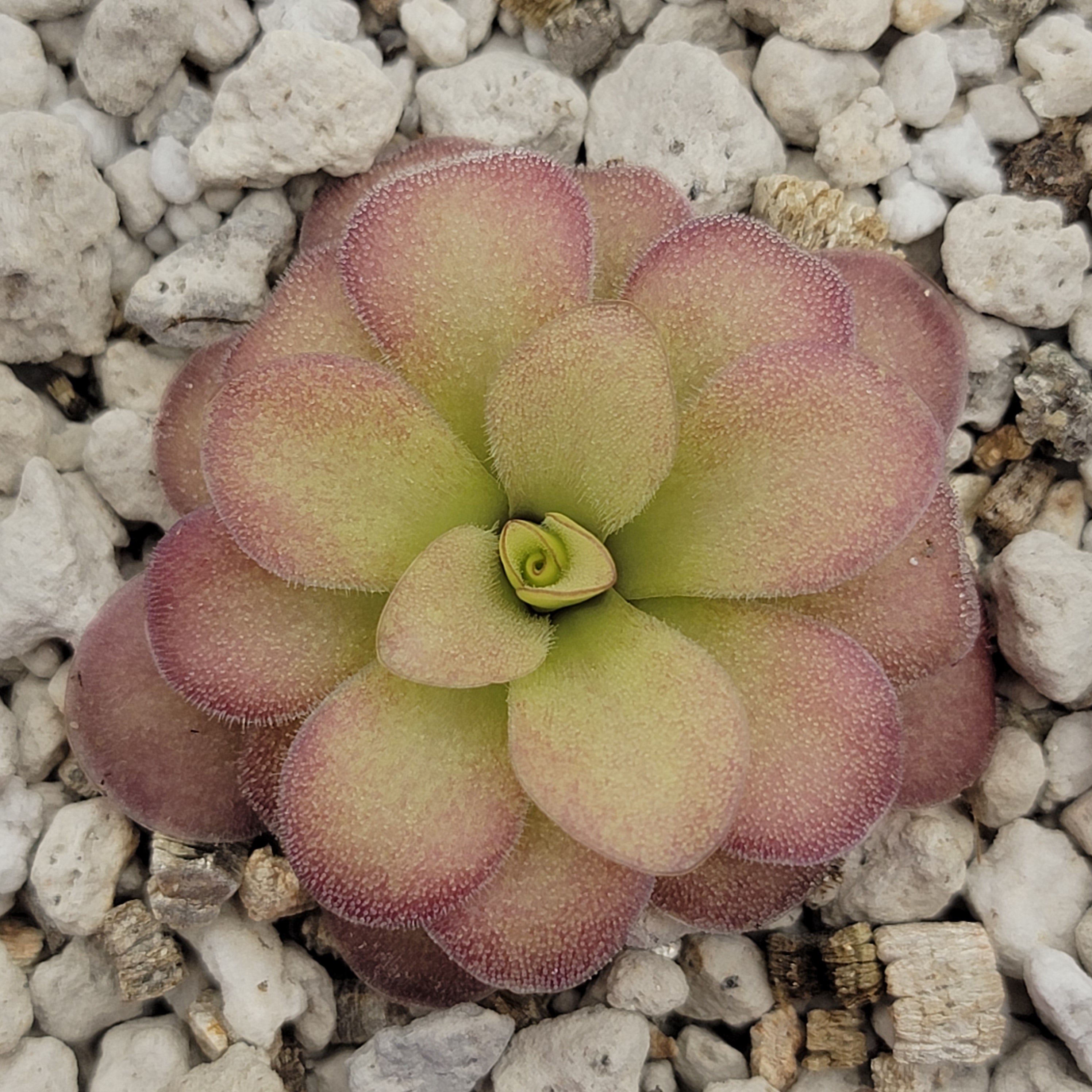 Pinguicula agnata 'El Lobo' x (laueana CP2 x emarginata) -Butterworts -Rainbow Carnivorous Plants LLC