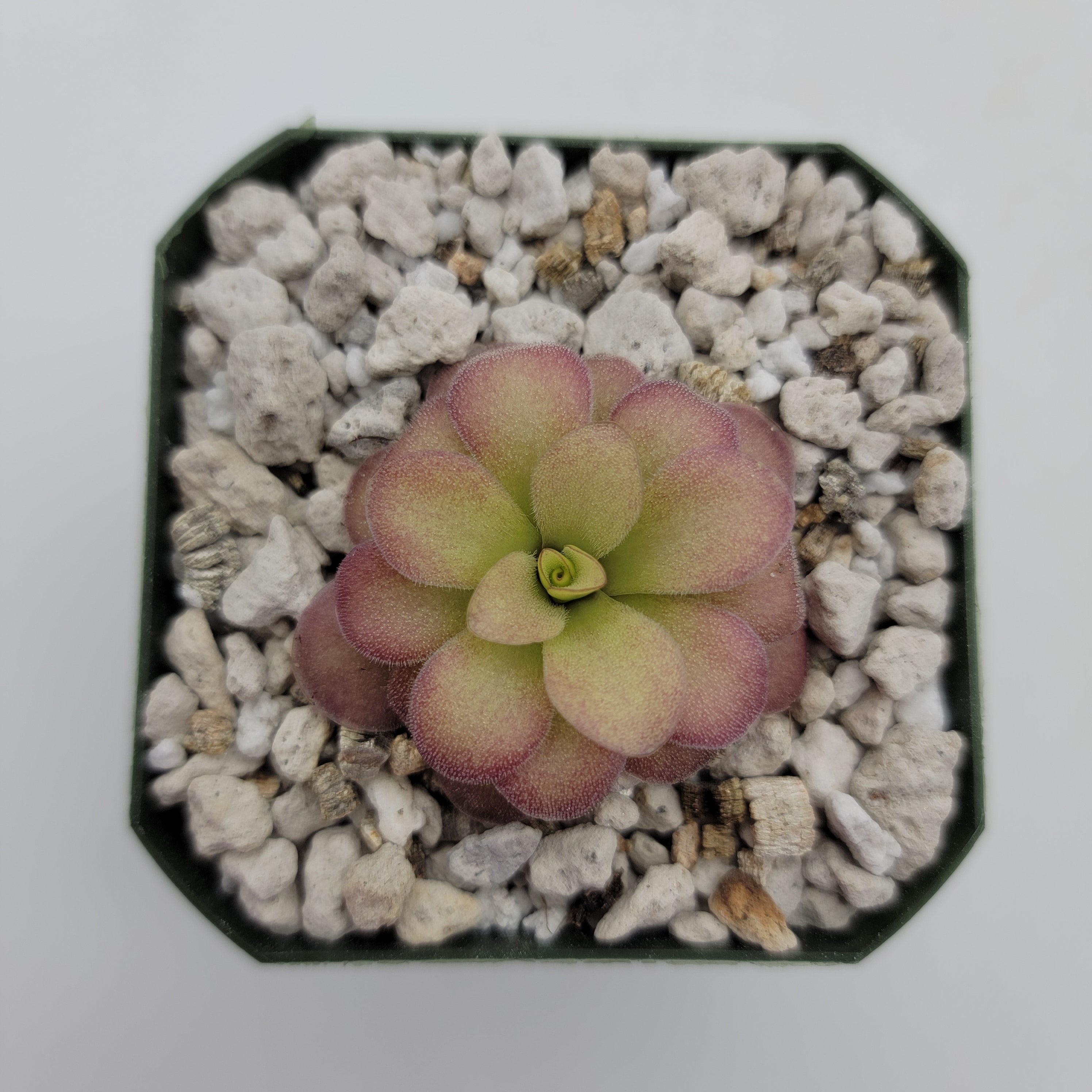 Pinguicula agnata 'El Lobo' x (laueana CP2 x emarginata) -Butterworts -Rainbow Carnivorous Plants LLC