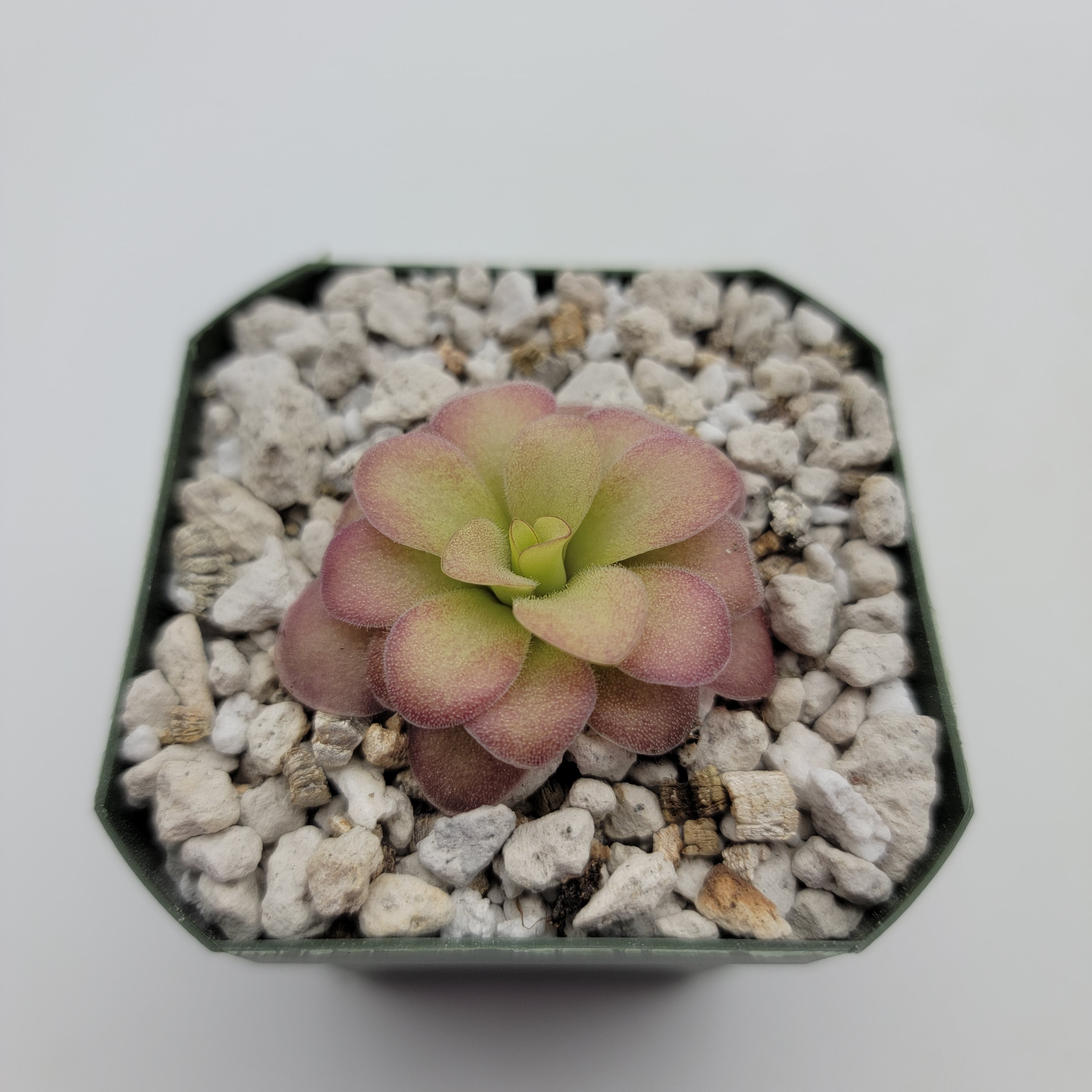 Pinguicula agnata 'El Lobo' x (laueana CP2 x emarginata) -Butterworts -Rainbow Carnivorous Plants LLC